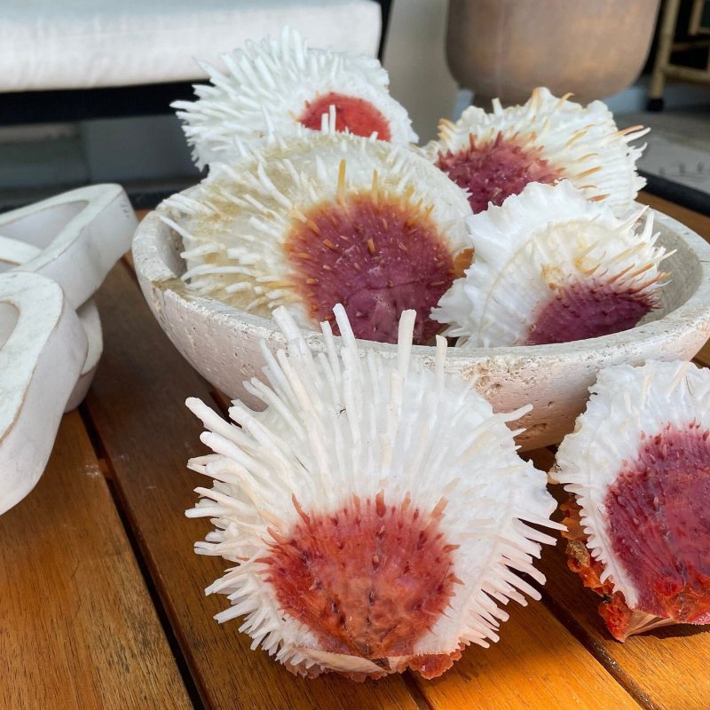 Spondylus Varians OYSTER Shells: 4-7" Tall White Thorny Paired Display Seashells