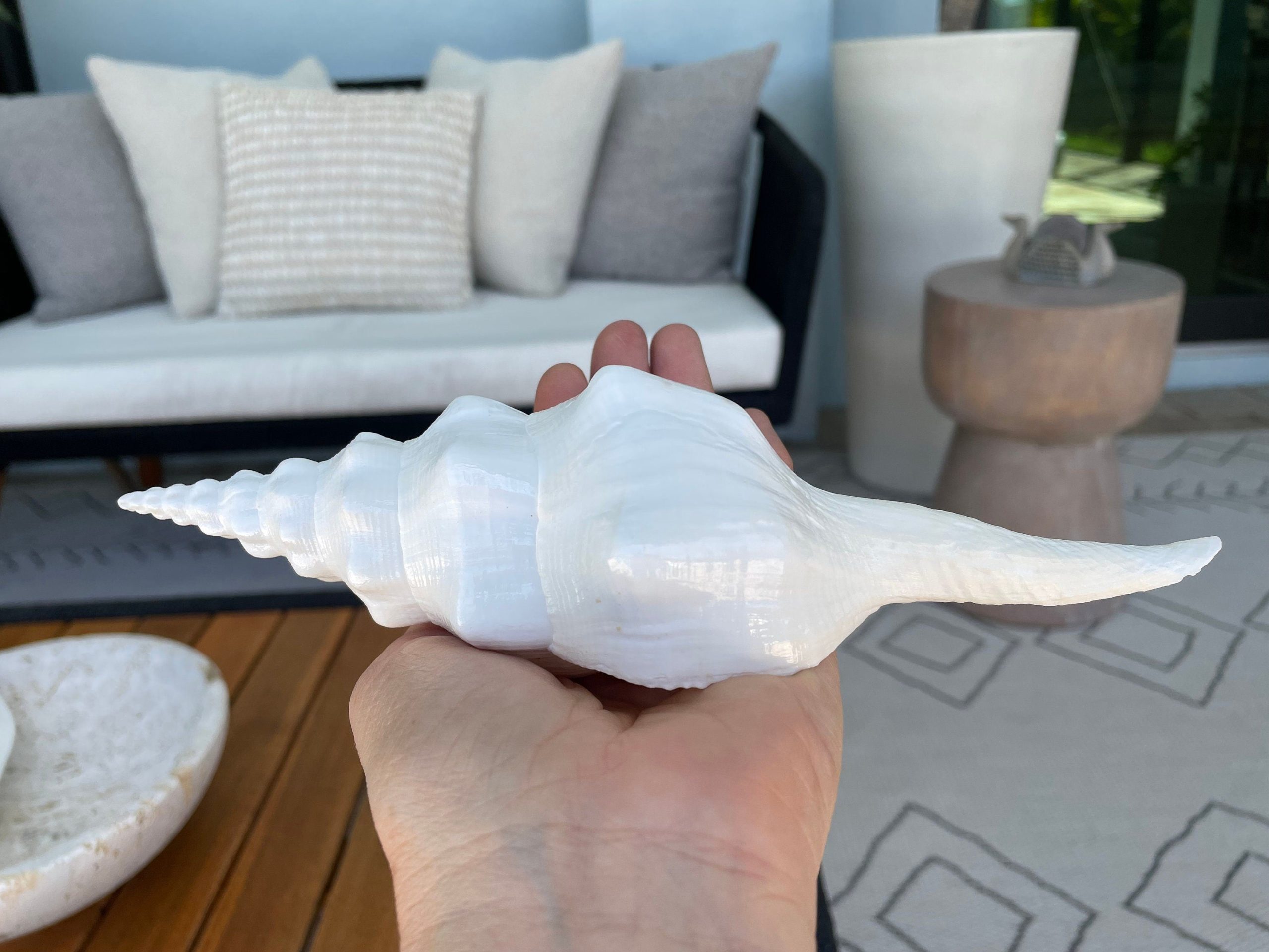 WAVY SPINDLE SHELLS: 6-8" White Display Conch Seashell Coastal Beach Décor - Image 3