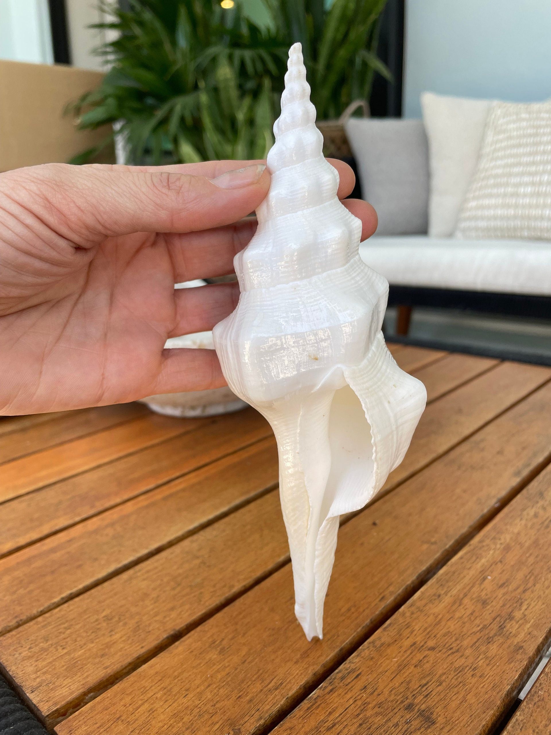 WAVY SPINDLE SHELLS: 6-8" White Display Conch Seashell Coastal Beach Décor - Image 6
