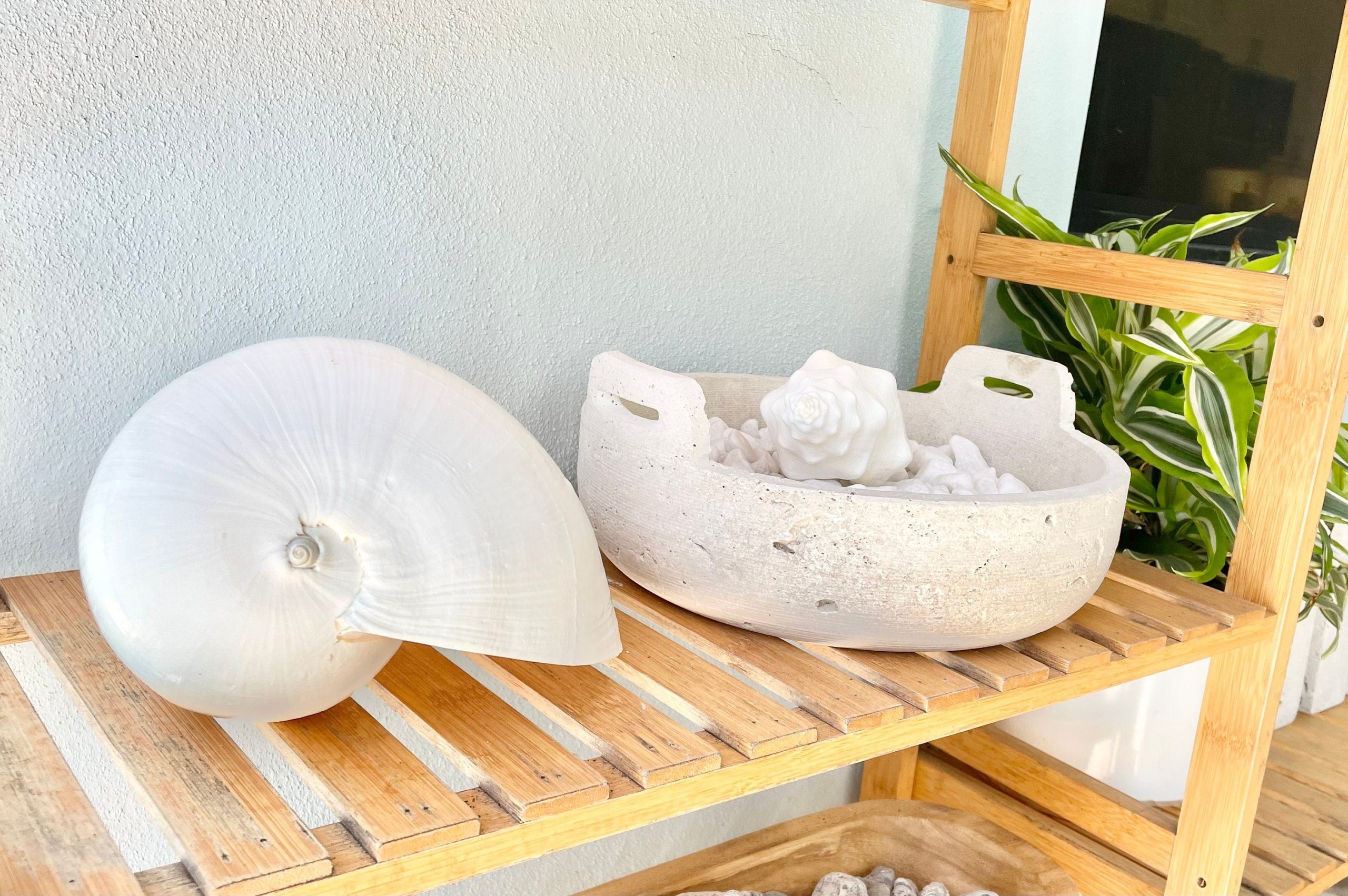 WAVY SPINDLE SHELLS: 6-8" White Display Conch Seashell Coastal Beach Décor - Image 9