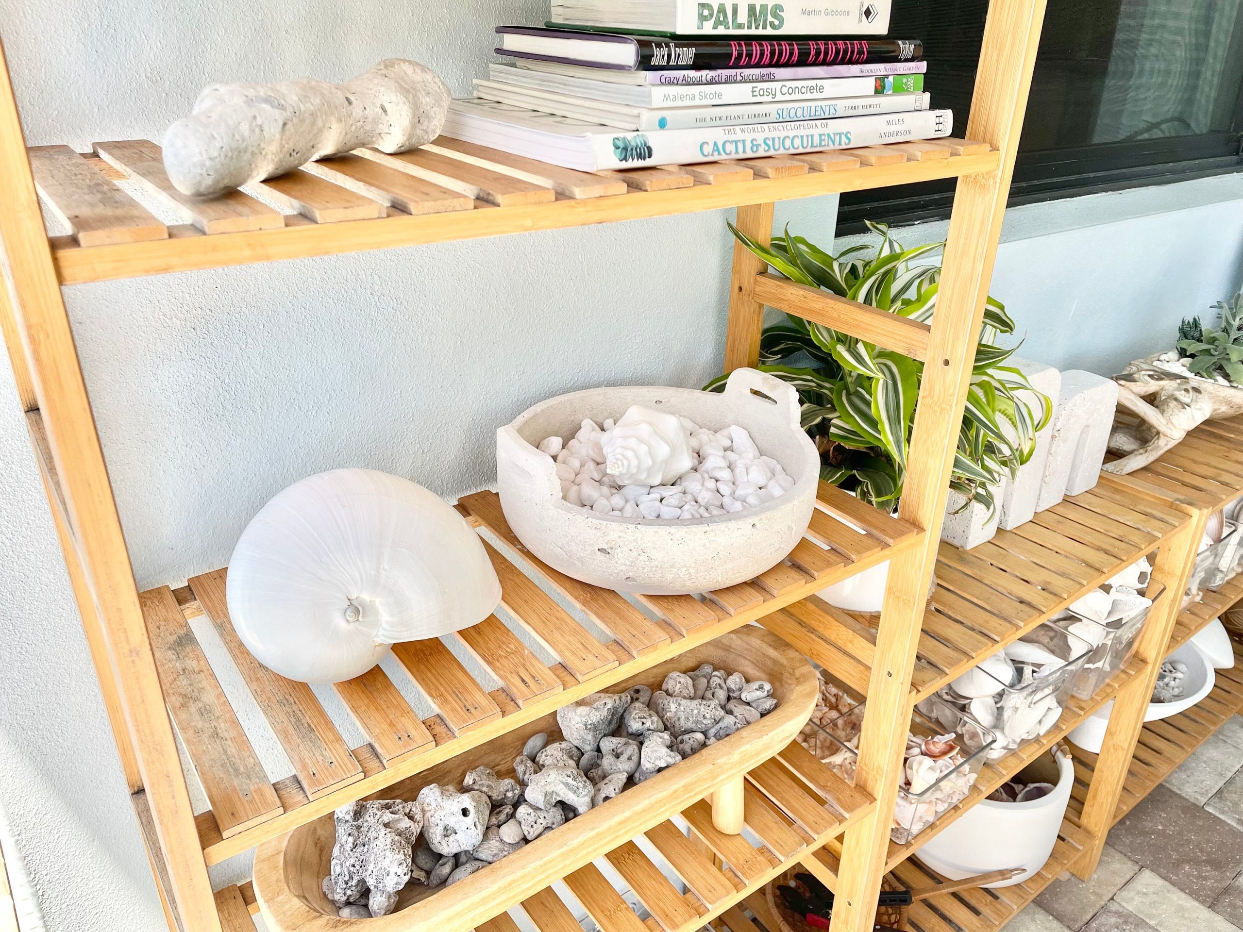 WAVY SPINDLE SHELLS: 6-8" White Display Conch Seashell Coastal Beach Décor - Image 10