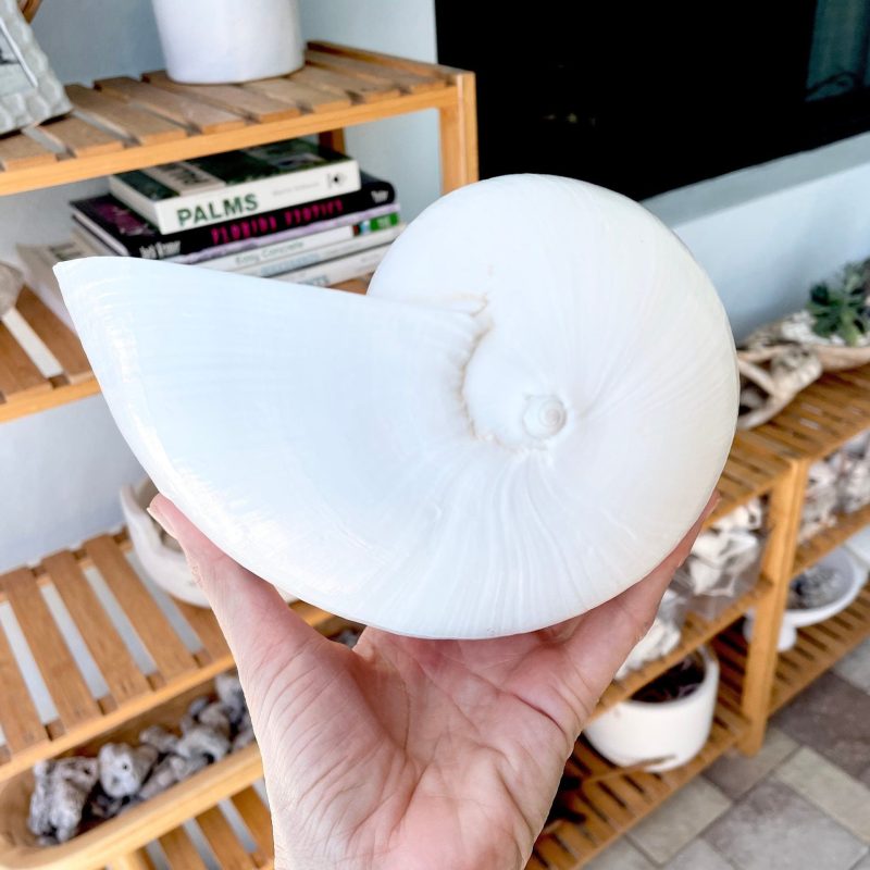 White Indian Melon Seashell Large: 6-9" * You Choose Size* Coastal Décor Shell Planter