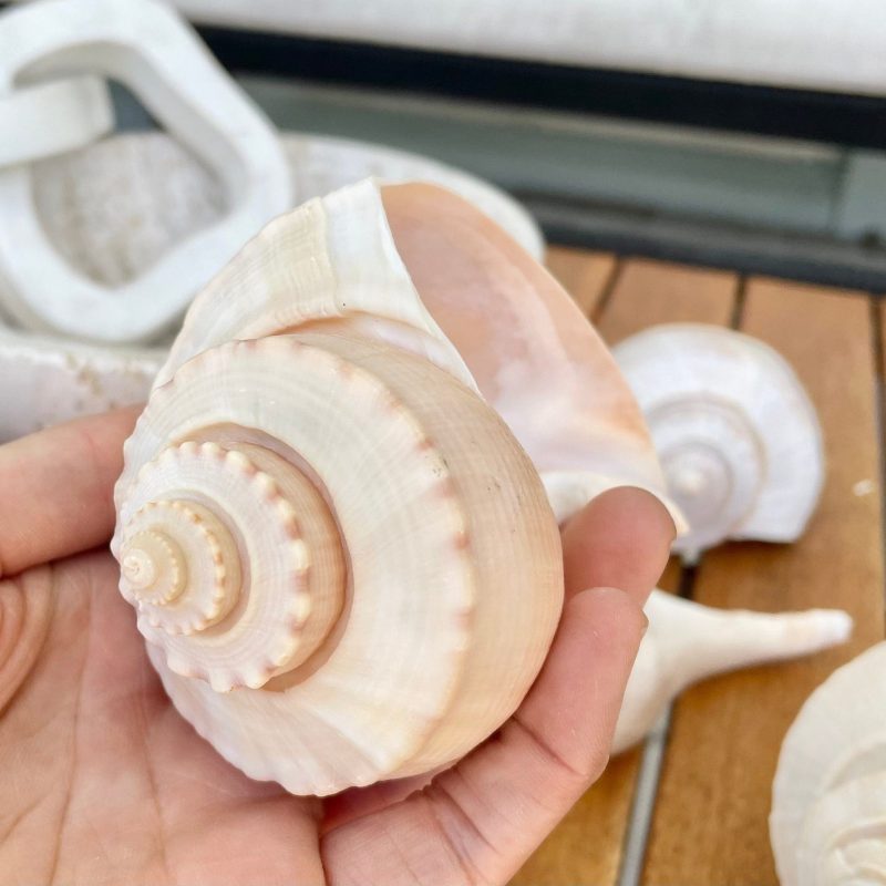 CHANNEL WHELK CONCH Shell 6-7" Display Seashell Coastal Beach Home Décor