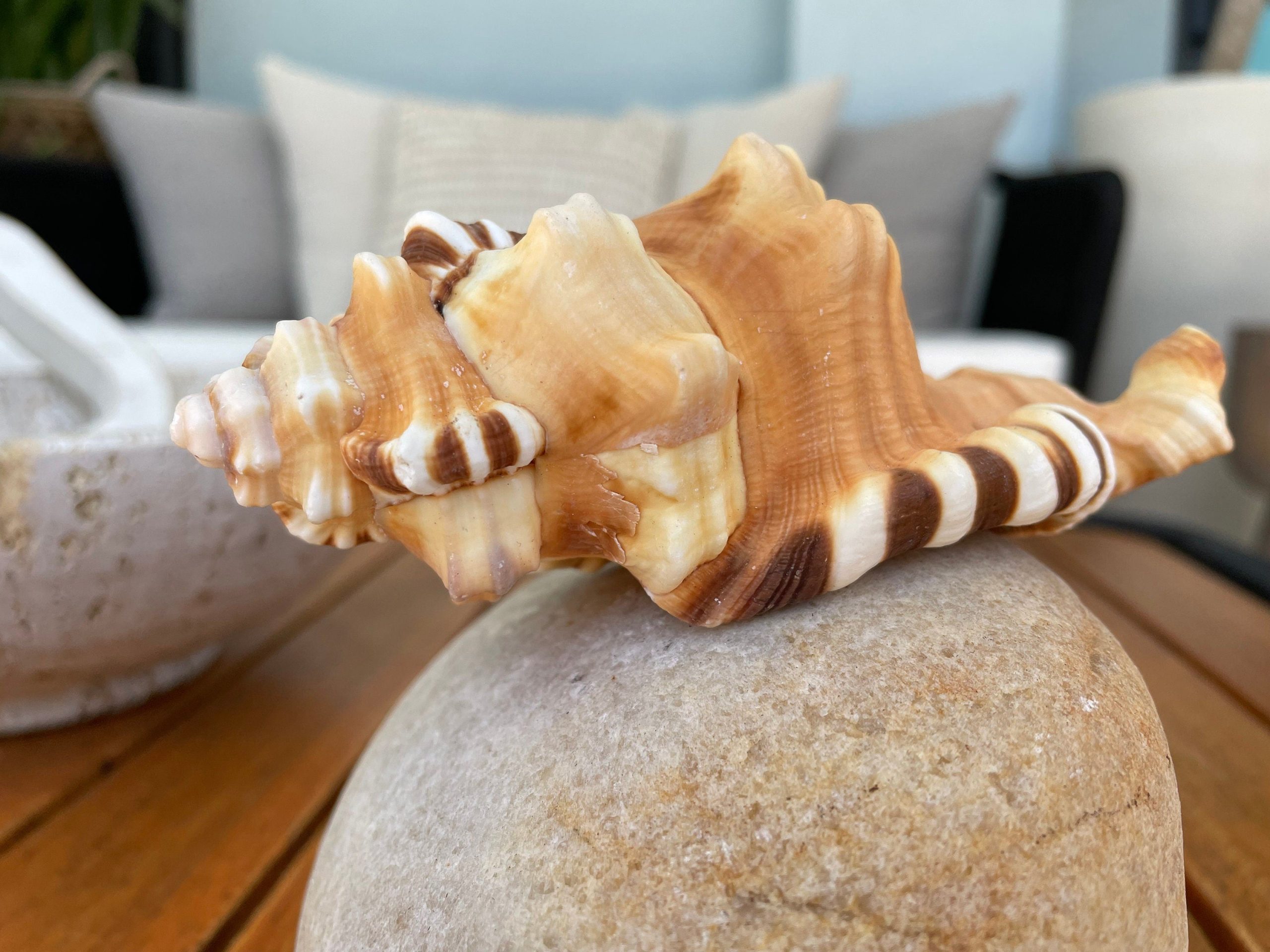 PERRY TRITON SHELL *All Sizes* Natural Orange Brown Display Seashell Coastal Beach Conch - Image 2
