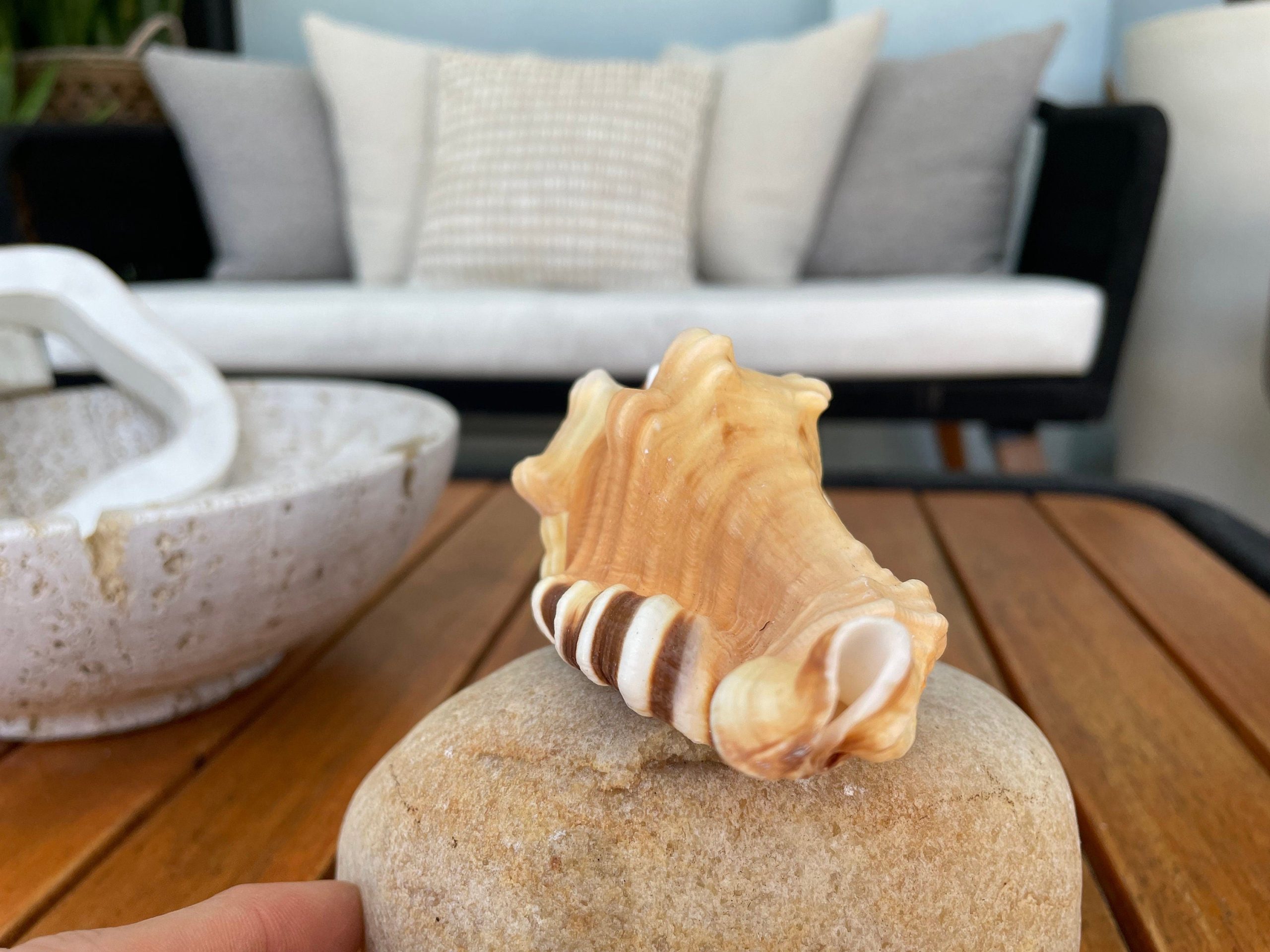 PERRY TRITON SHELL *All Sizes* Natural Orange Brown Display Seashell Coastal Beach Conch - Image 6