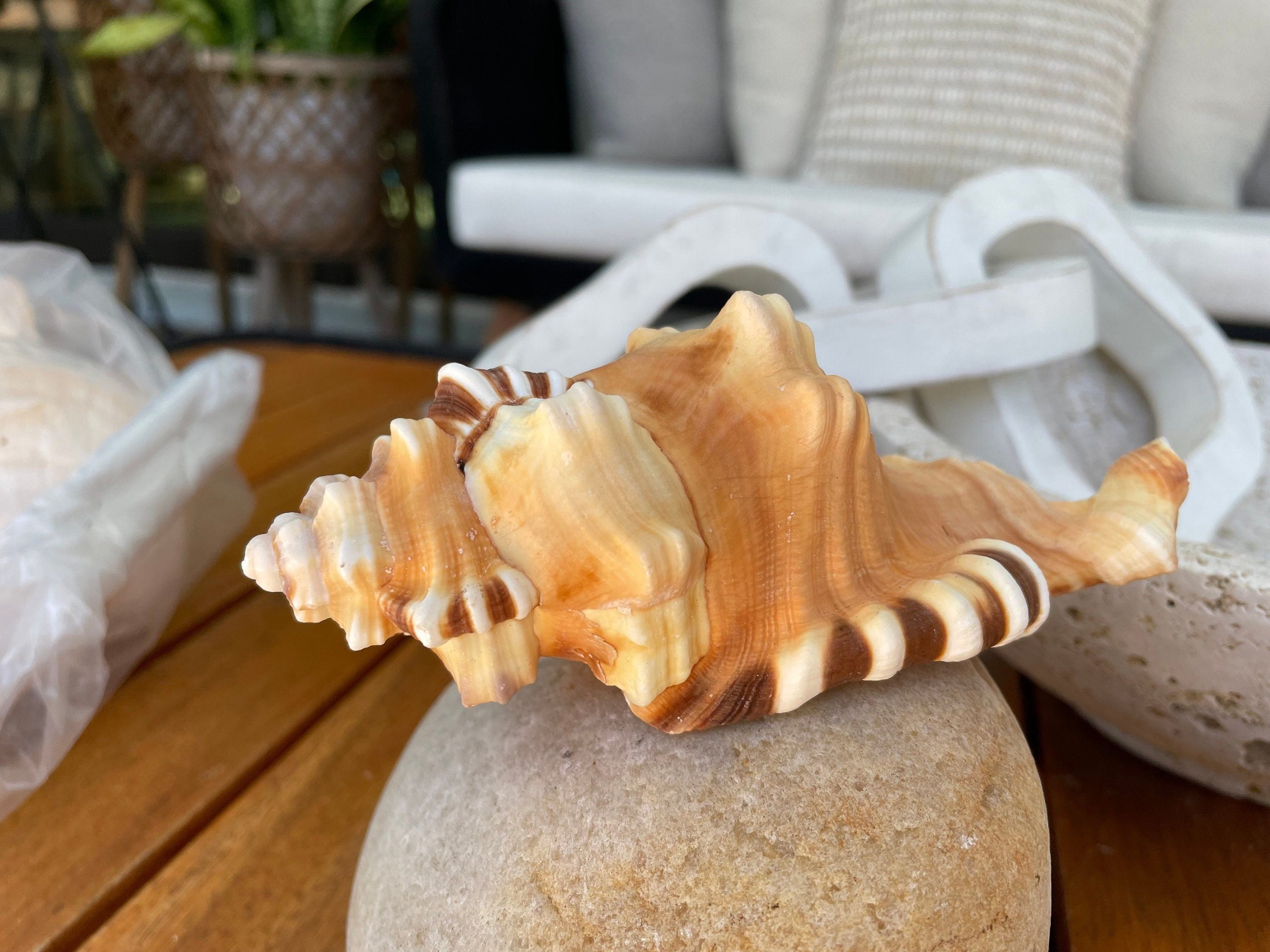 PERRY TRITON SHELL *All Sizes* Natural Orange Brown Display Seashell Coastal Beach Conch - Image 3