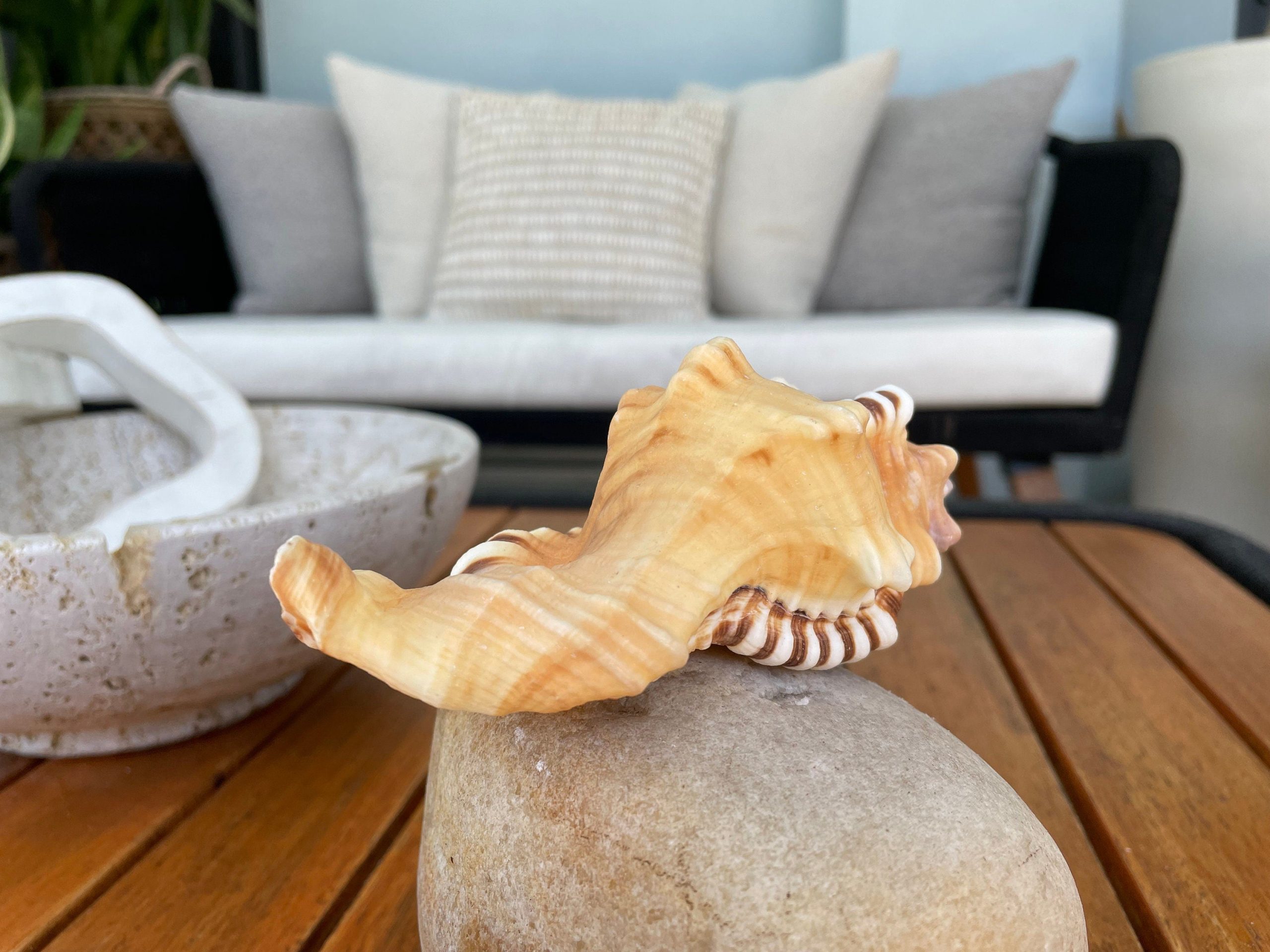 PERRY TRITON SHELL *All Sizes* Natural Orange Brown Display Seashell Coastal Beach Conch - Image 4