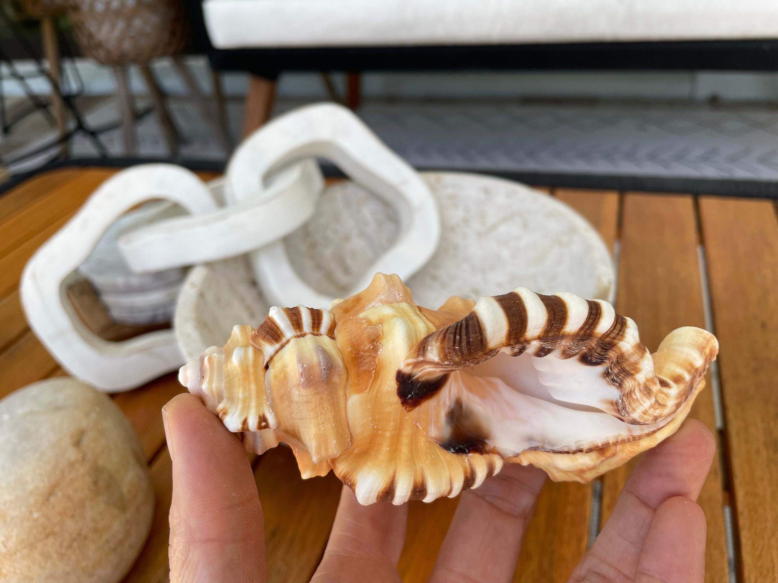 PERRY TRITON SHELL *All Sizes* Natural Orange Brown Display Seashell Coastal Beach Conch - Image 9