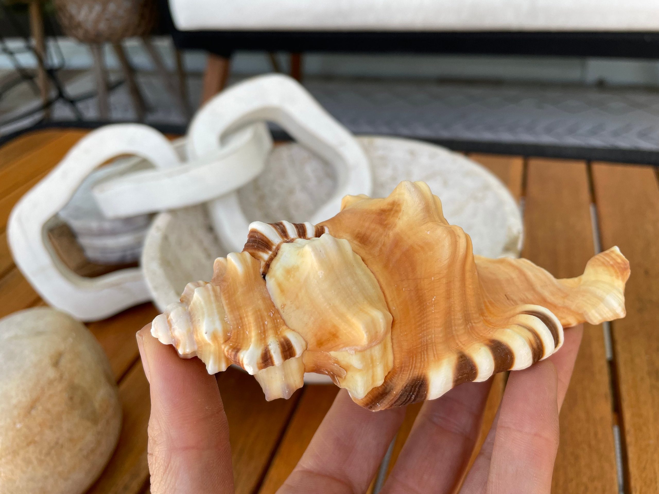 PERRY TRITON SHELL *All Sizes* Natural Orange Brown Display Seashell Coastal Beach Conch - Image 8
