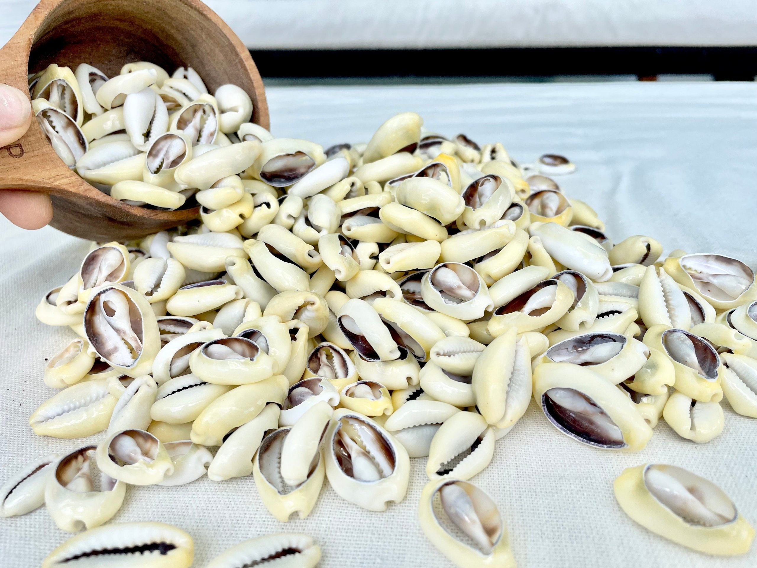 SLICED MONEY COWRY .5-1.25" *You Choose Quantity* Cowries Jewelry Craft Shells - Image 2