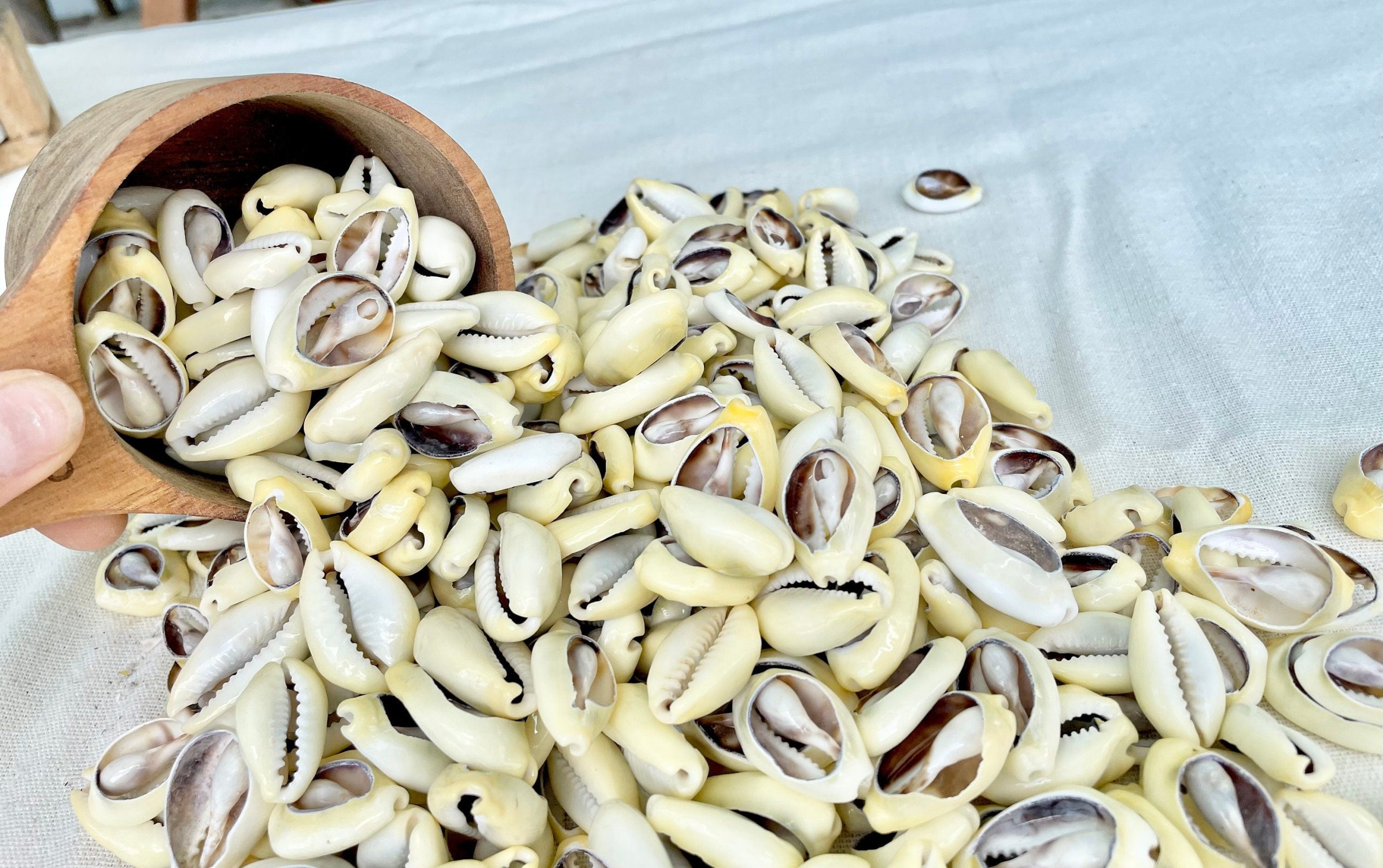 SLICED MONEY COWRY .5-1.25" *You Choose Quantity* Cowries Jewelry Craft Shells - Image 3