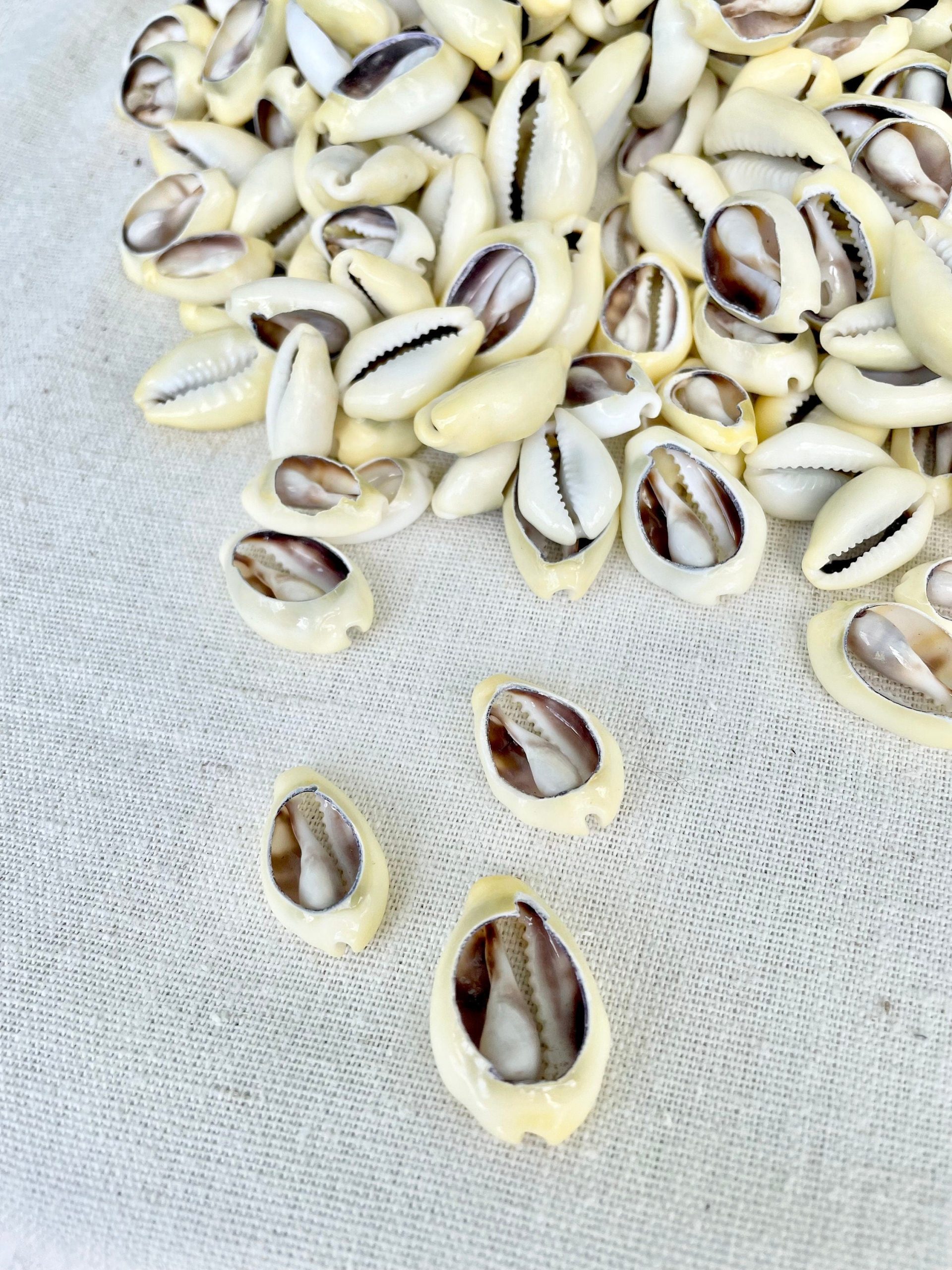 SLICED MONEY COWRY .5-1.25" *You Choose Quantity* Cowries Jewelry Craft Shells - Image 7