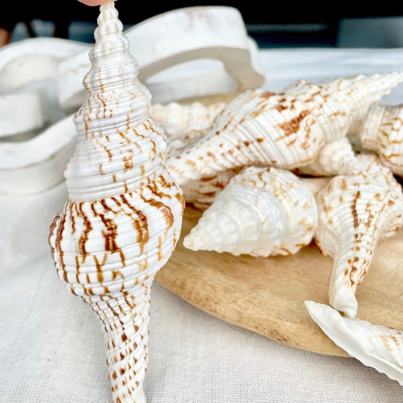 Spindle Conch Shells, Set of 3 *All Sizes* Brown White Coastal Home Décor