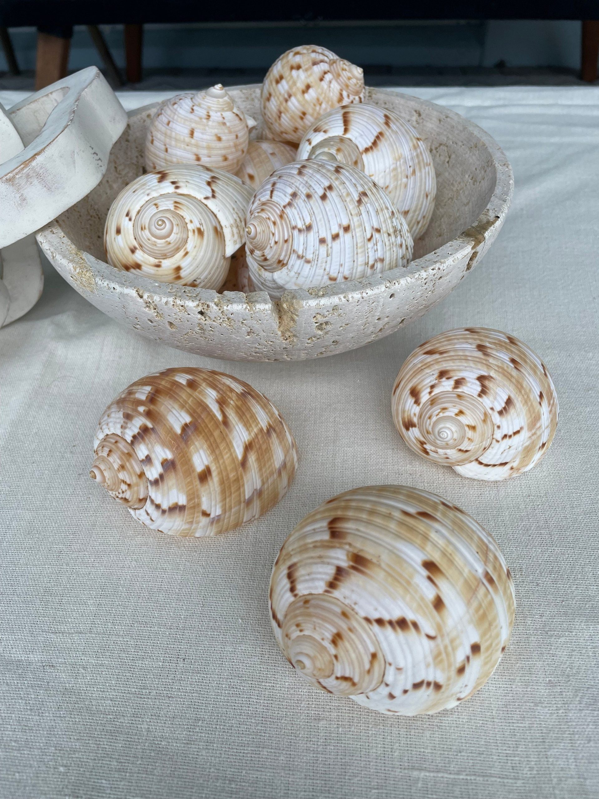 China Tun Shells, 3-3.5" White Golden Brown Display Seashell Tonna Chinensis - Image 2