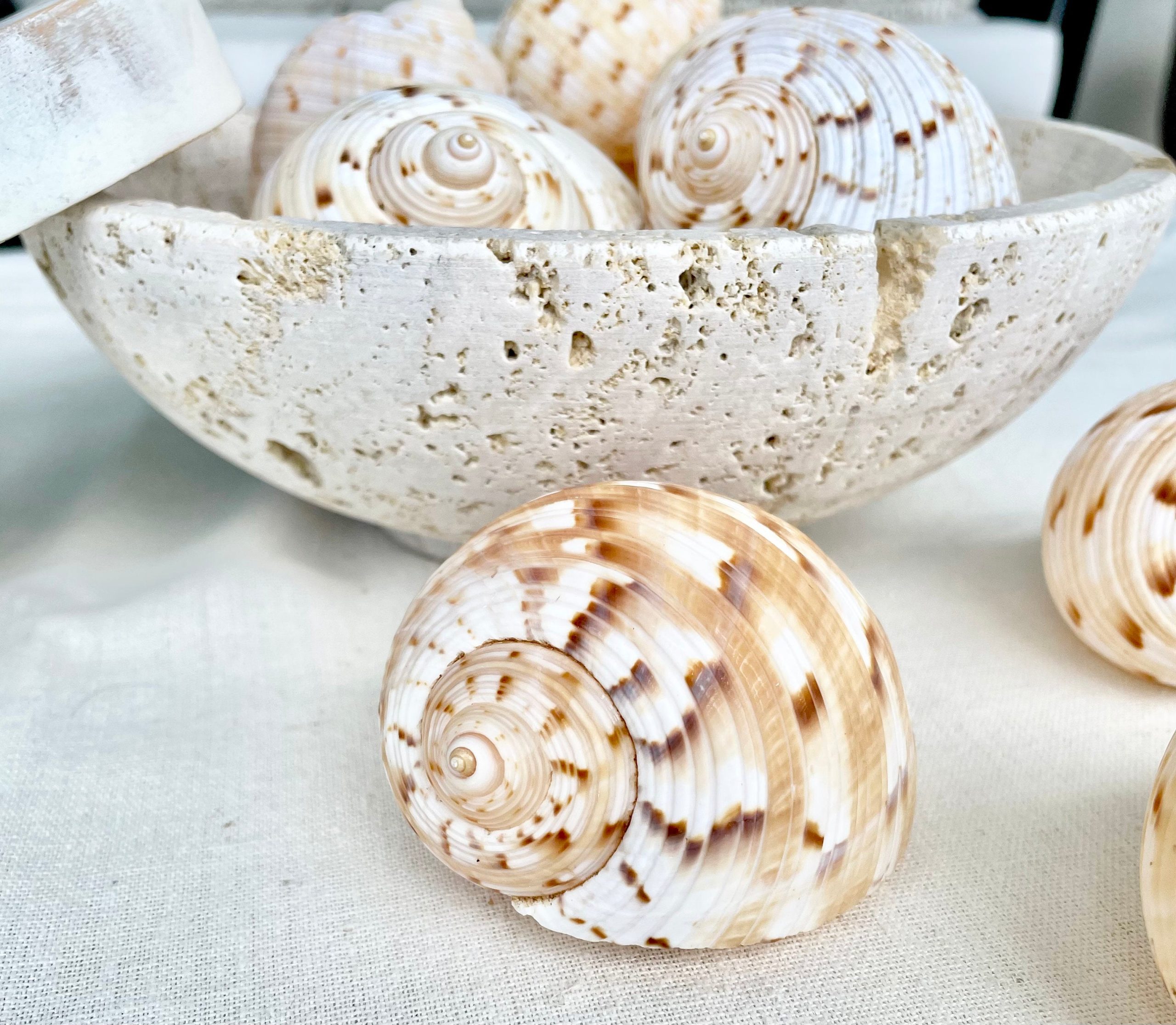 China Tun Shells, 3-3.5" White Golden Brown Display Seashell Tonna Chinensis - Image 9