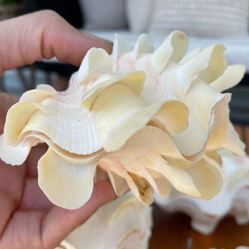 FLUTED CLAM PAIR Shell *All Sizes* Natural White Scaly Squamosa Tridacna Seashell Display Seashell