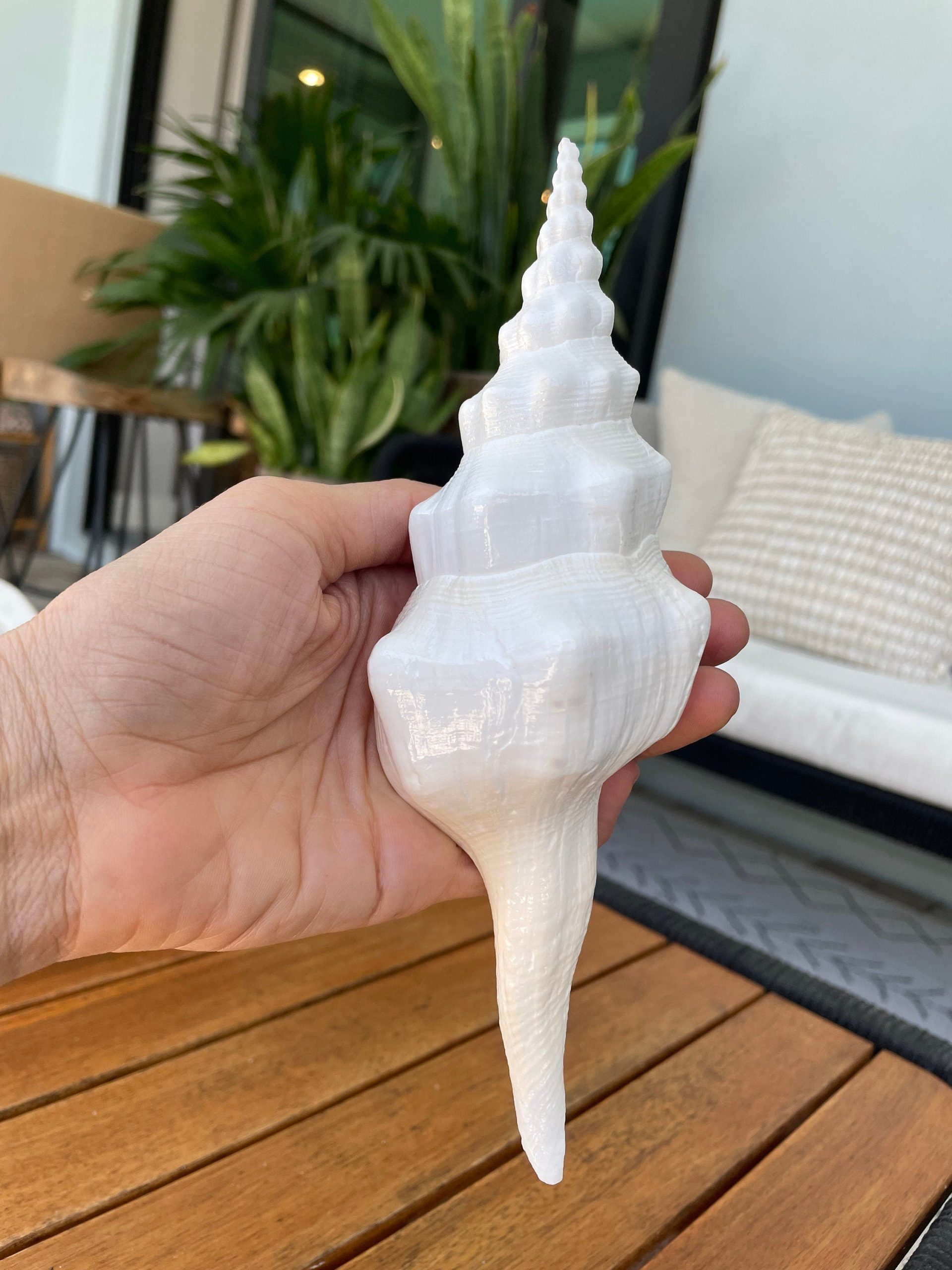 WAVY SPINDLE SHELLS: 6-8" White Display Conch Seashell Coastal Beach Décor - Image 2