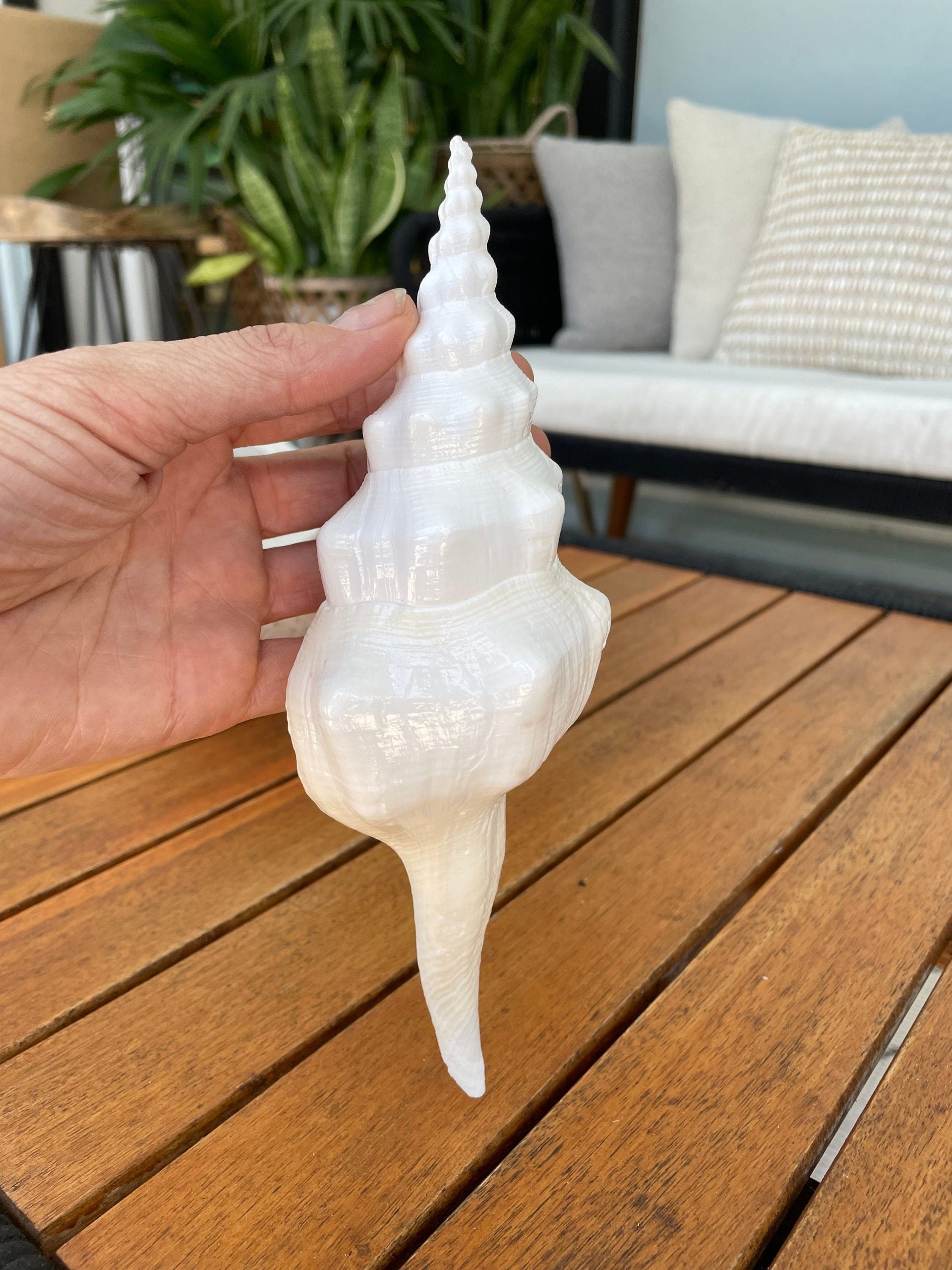 WAVY SPINDLE SHELLS: 6-8" White Display Conch Seashell Coastal Beach Décor - Image 5