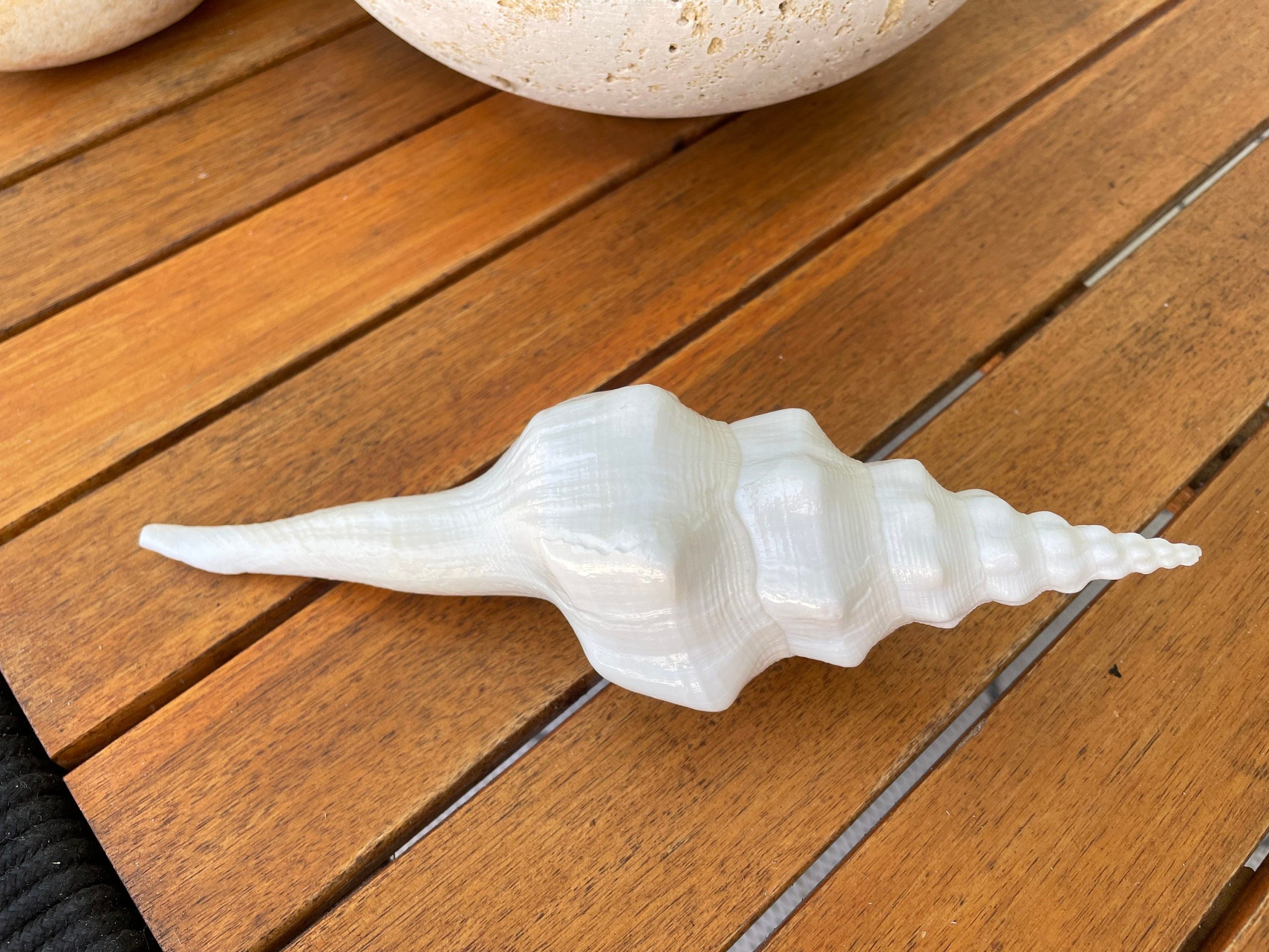 WAVY SPINDLE SHELLS: 6-8" White Display Conch Seashell Coastal Beach Décor - Image 8