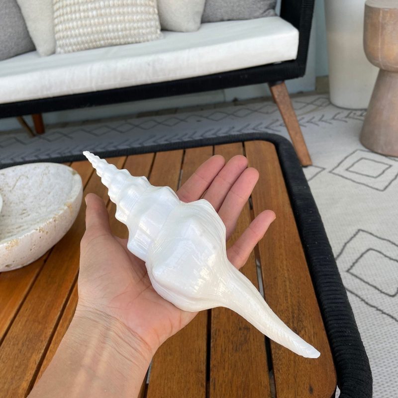 WAVY SPINDLE SHELLS: 6-8" White Display Conch Seashell Coastal Beach Décor