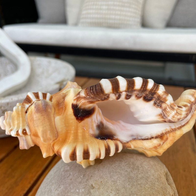 PERRY TRITON SHELL *All Sizes* Natural Orange Brown Display Seashell Coastal Beach Conch