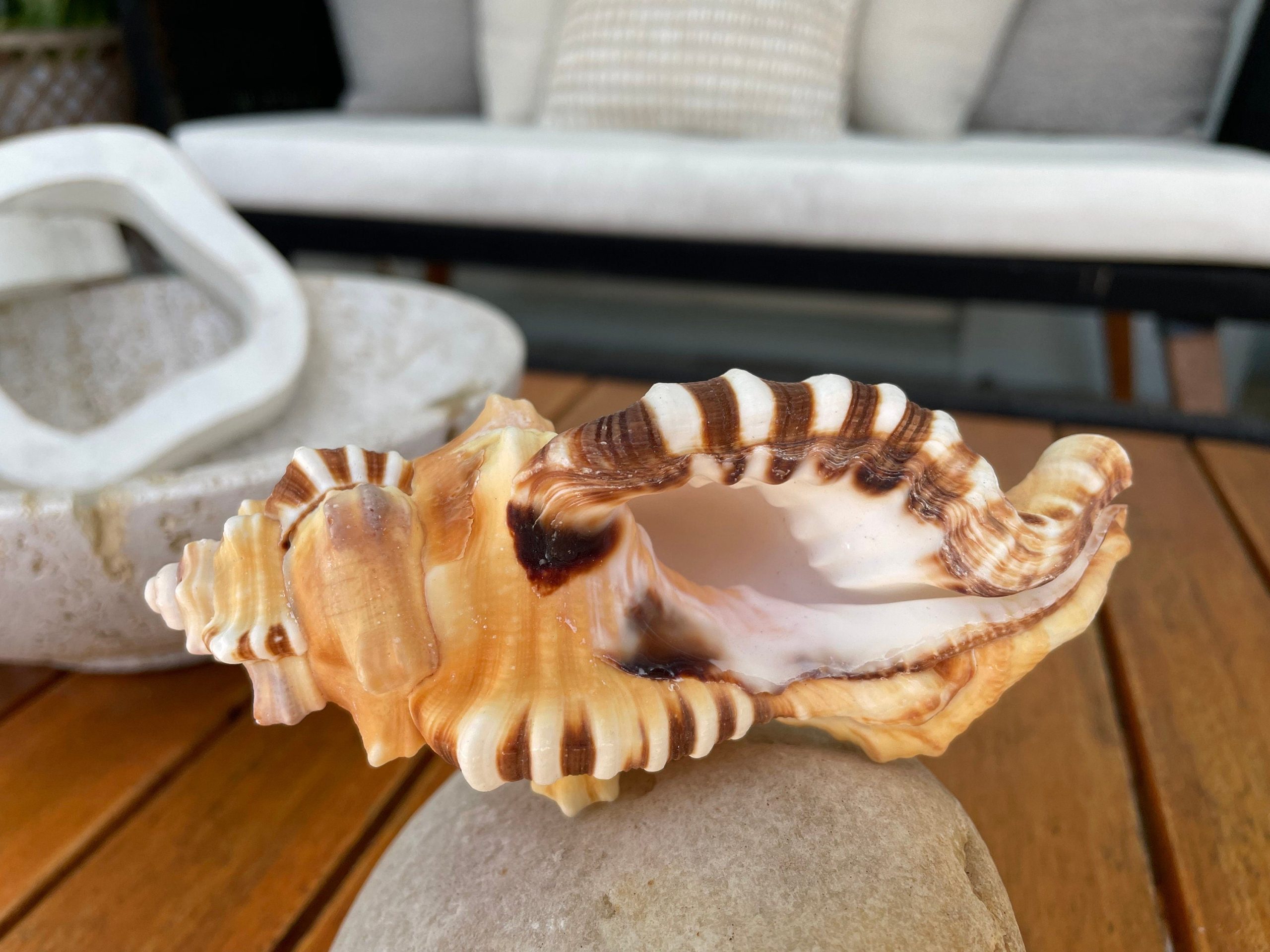 PERRY TRITON SHELL *All Sizes* Natural Orange Brown Display Seashell Coastal Beach Conch