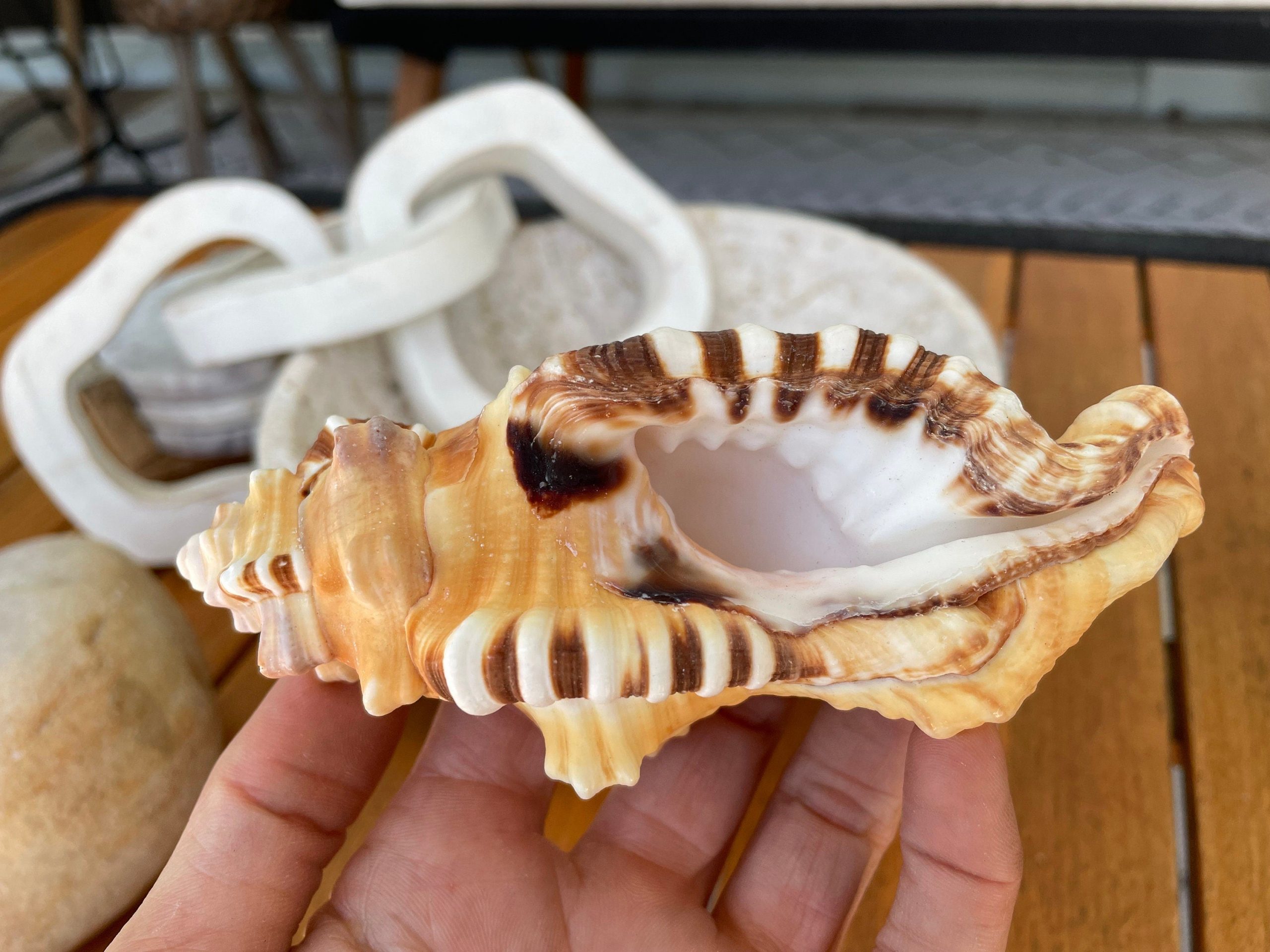 PERRY TRITON SHELL *All Sizes* Natural Orange Brown Display Seashell Coastal Beach Conch - Image 5