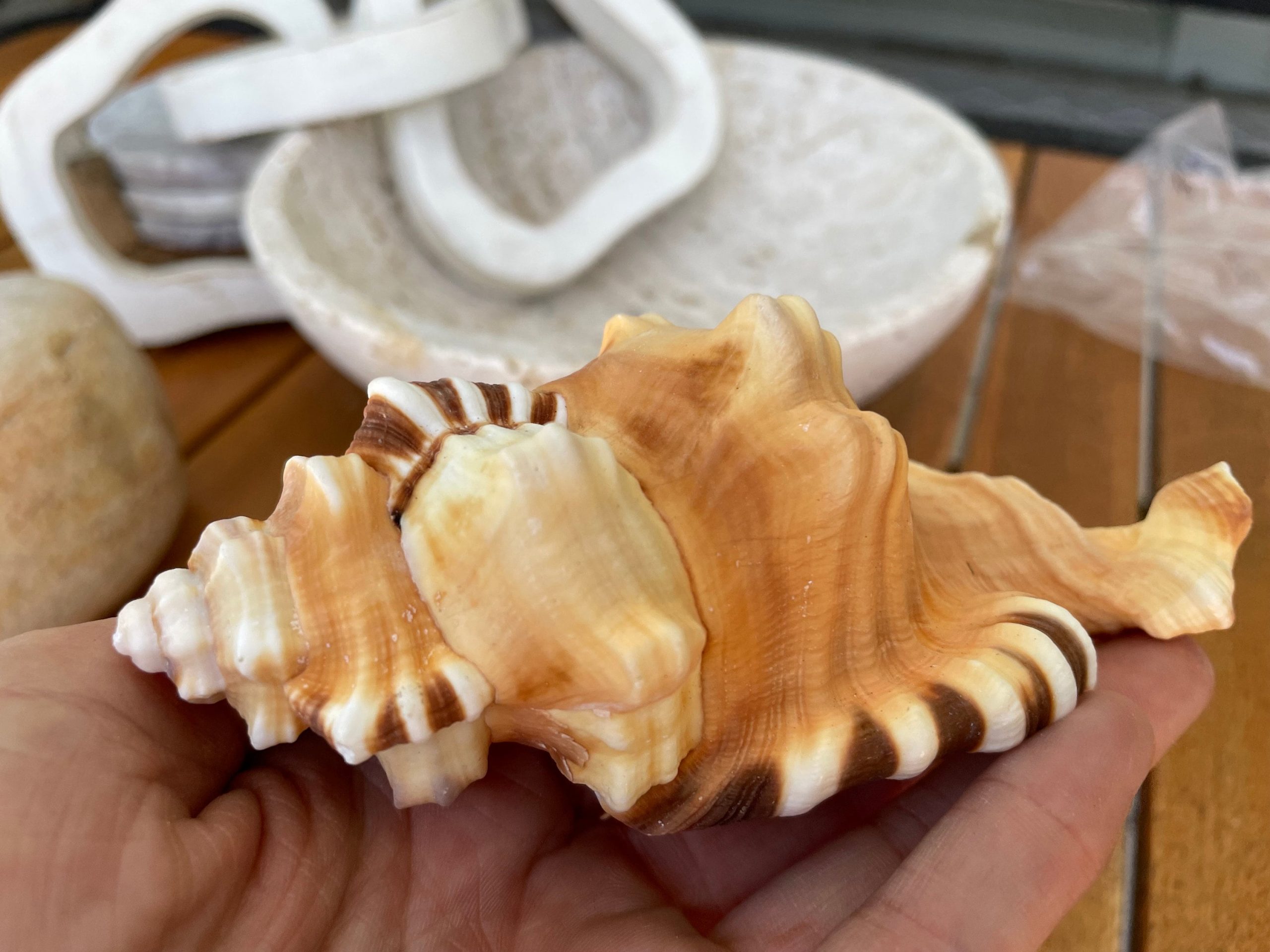 PERRY TRITON SHELL *All Sizes* Natural Orange Brown Display Seashell Coastal Beach Conch - Image 10