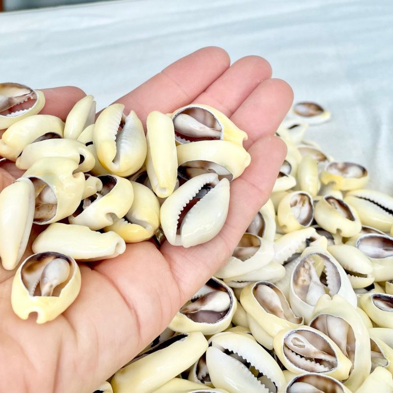 SLICED MONEY COWRY .5-1.25" *You Choose Quantity* Cowries Jewelry Craft Shells