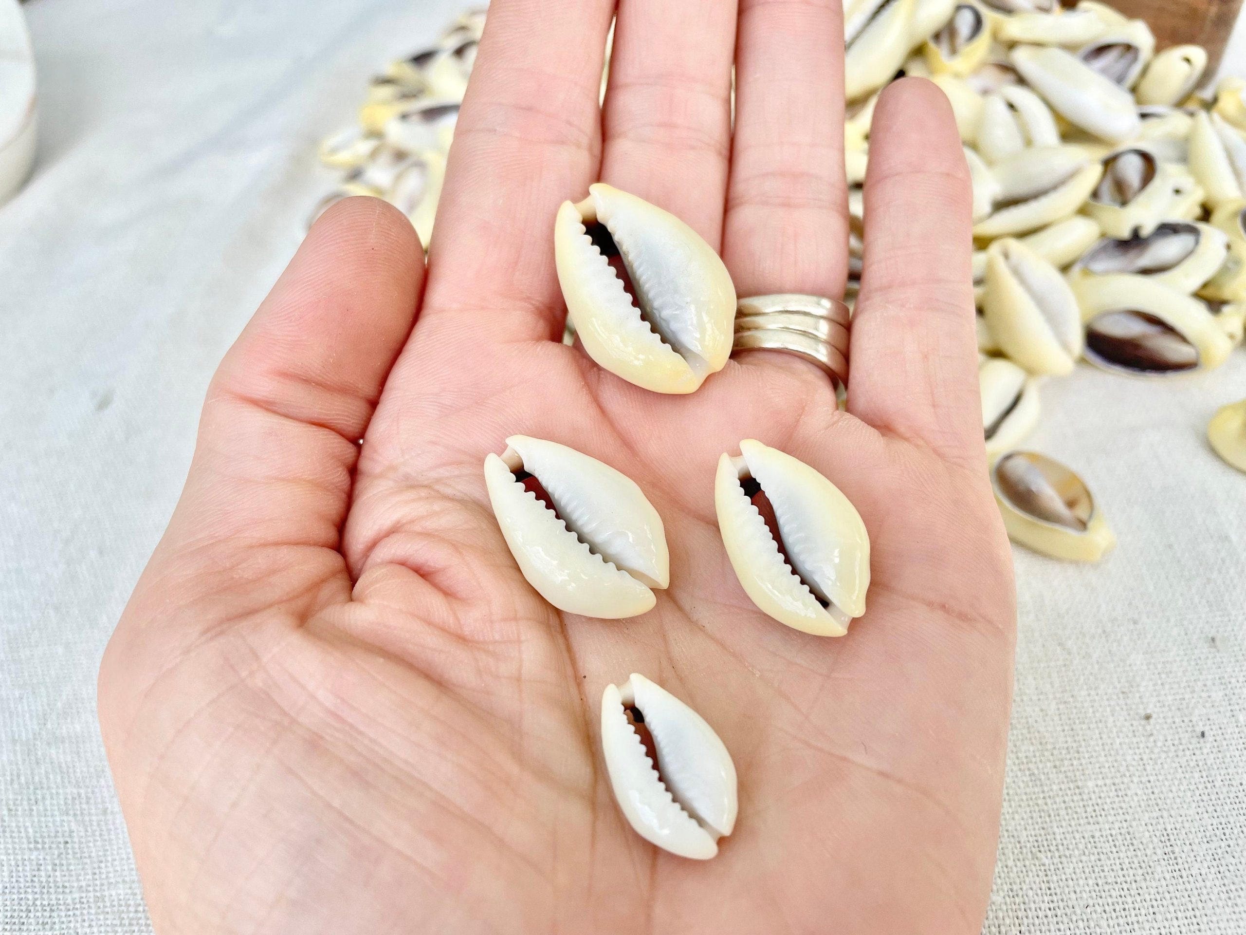 SLICED MONEY COWRY .5-1.25" *You Choose Quantity* Cowries Jewelry Craft Shells - Image 5