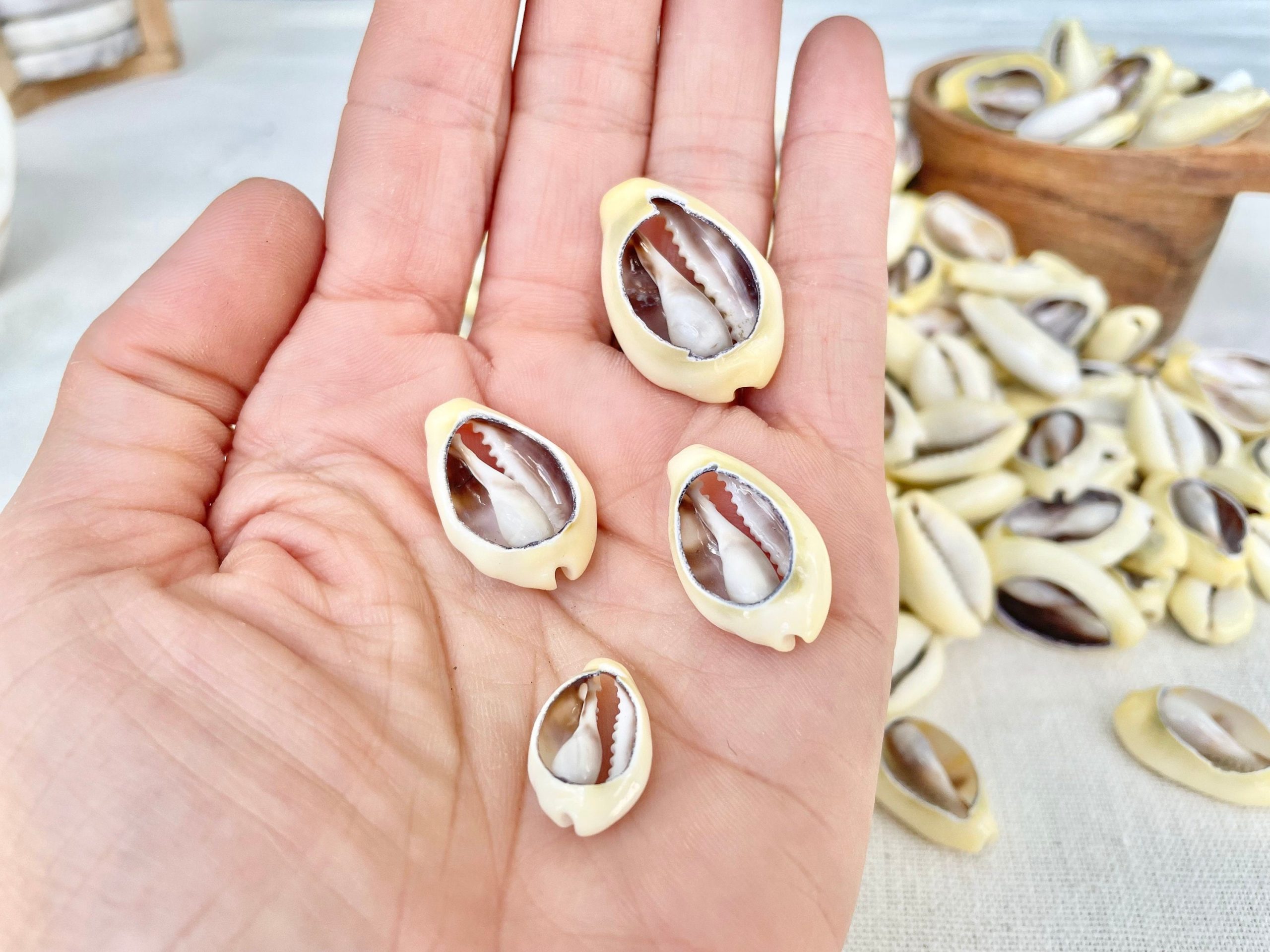 SLICED MONEY COWRY .5-1.25" *You Choose Quantity* Cowries Jewelry Craft Shells - Image 4