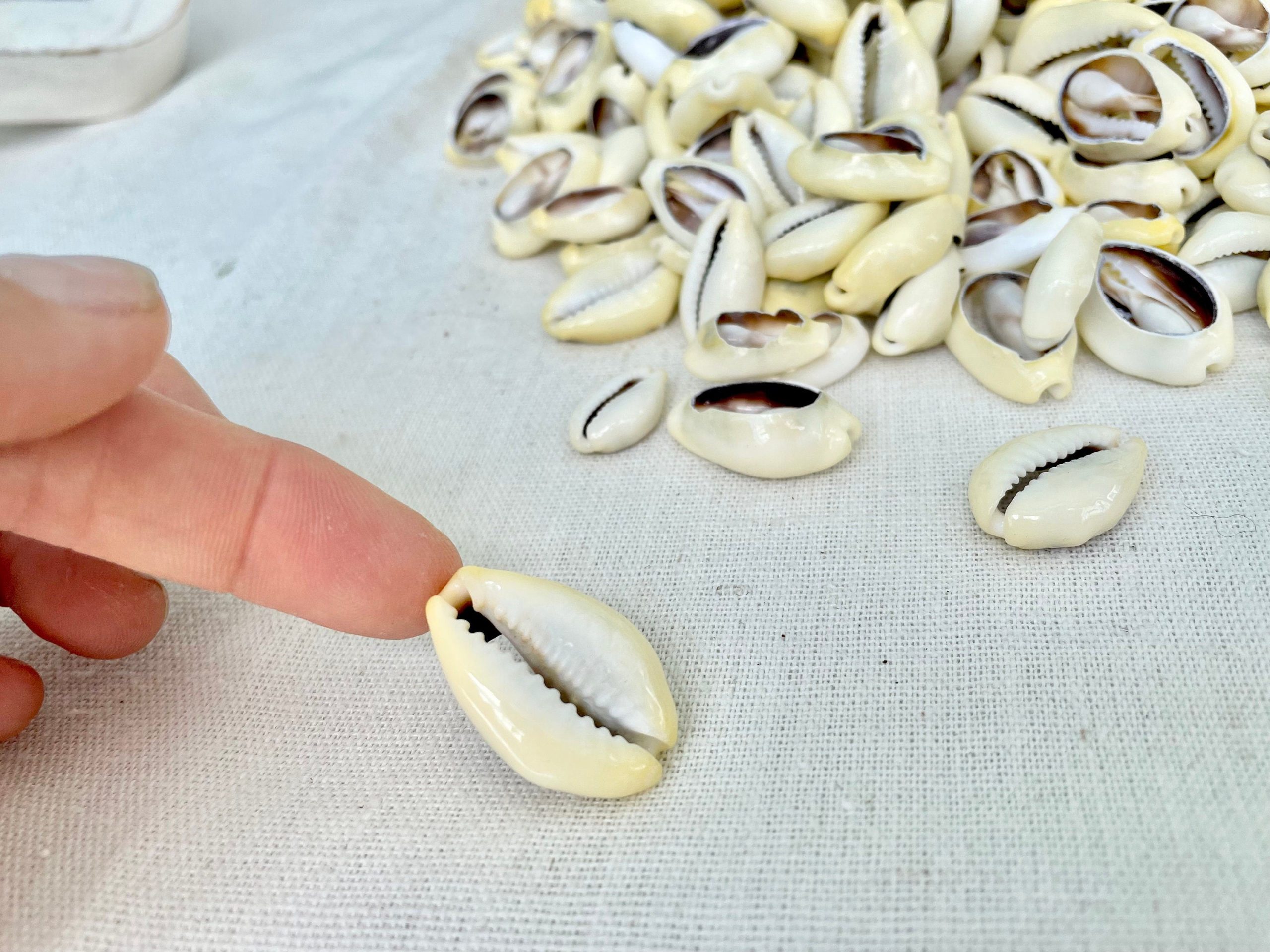 SLICED MONEY COWRY .5-1.25" *You Choose Quantity* Cowries Jewelry Craft Shells - Image 6