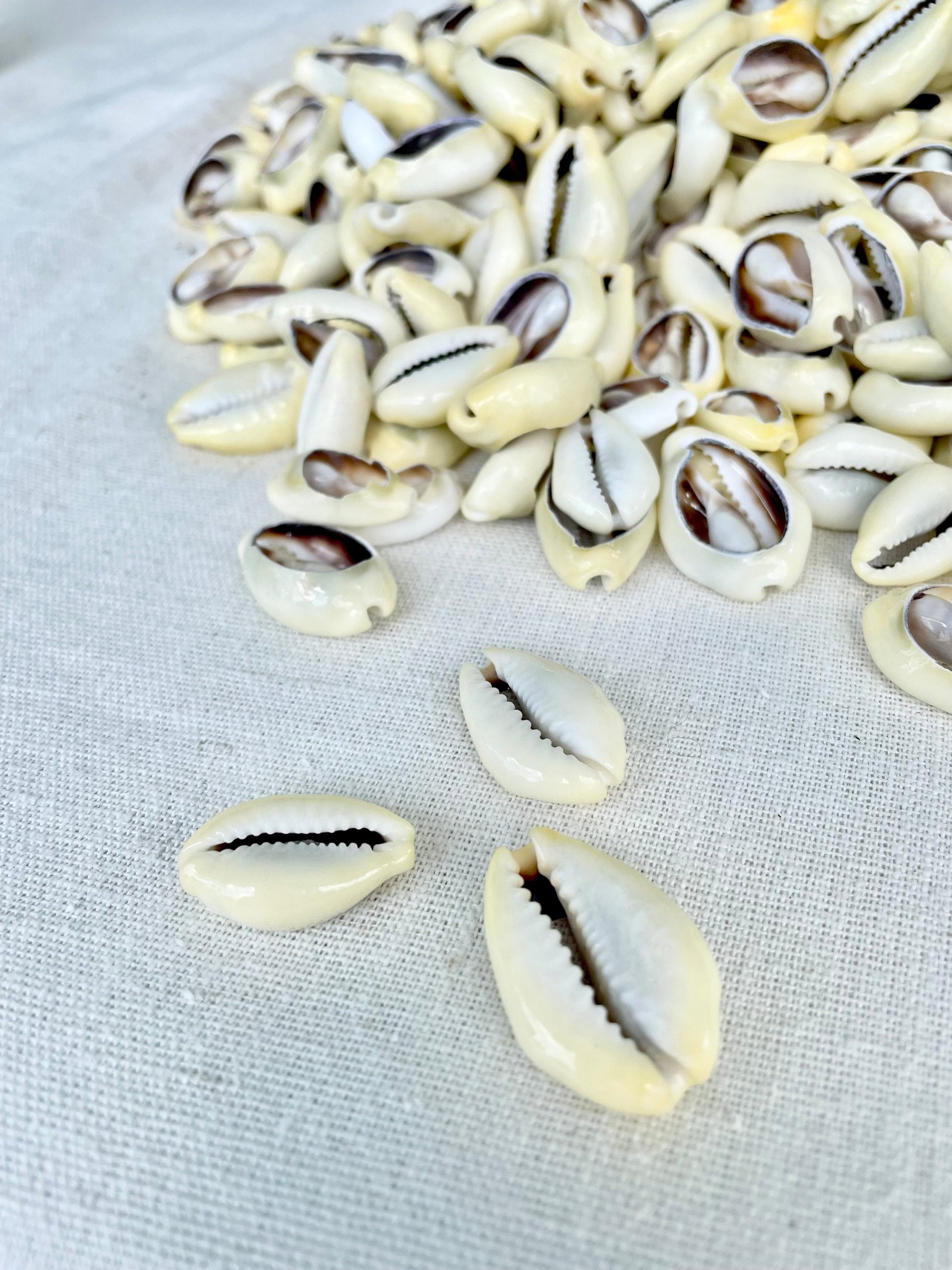SLICED MONEY COWRY .5-1.25" *You Choose Quantity* Cowries Jewelry Craft Shells - Image 8