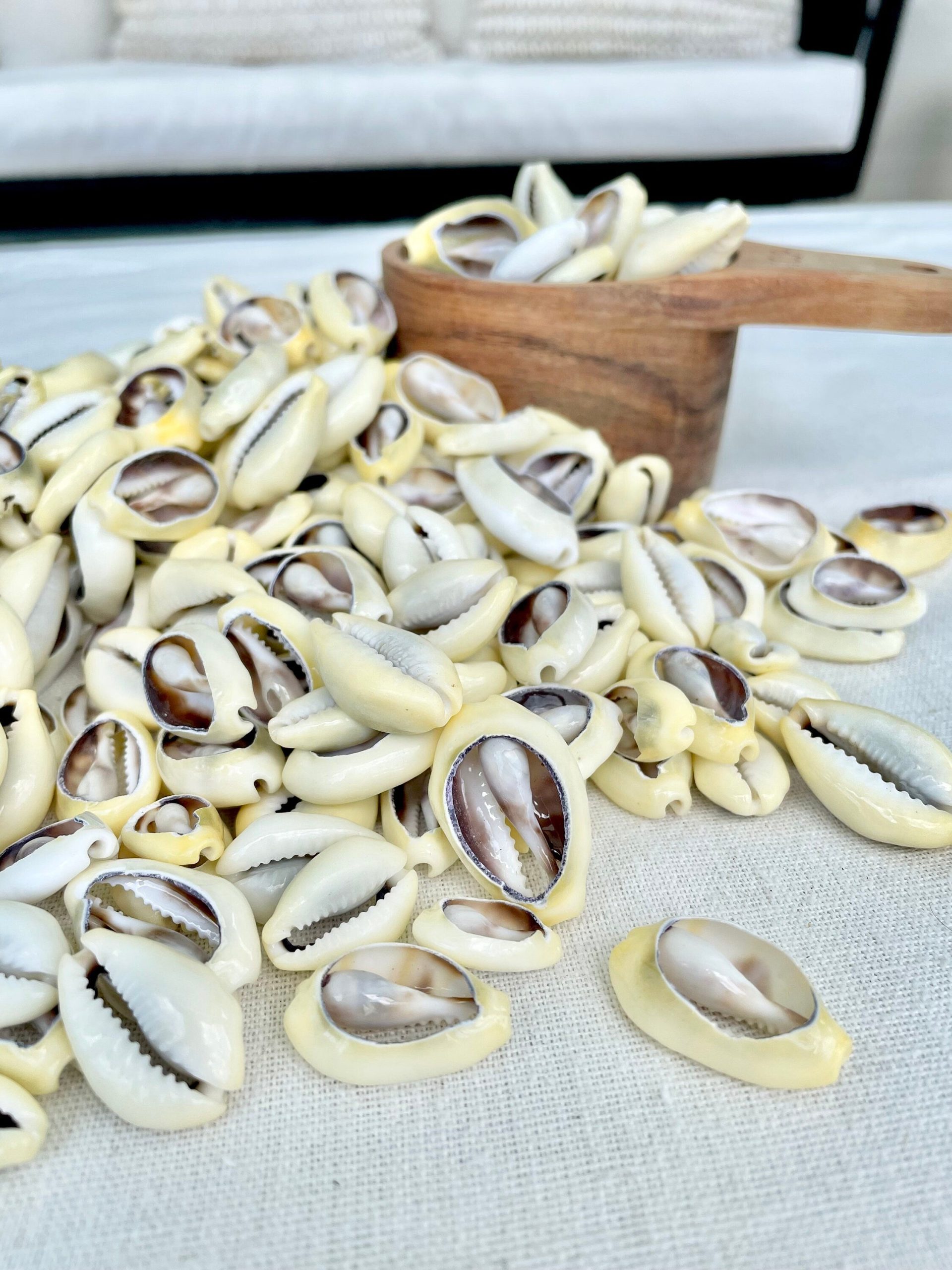 SLICED MONEY COWRY .5-1.25" *You Choose Quantity* Cowries Jewelry Craft Shells - Image 10