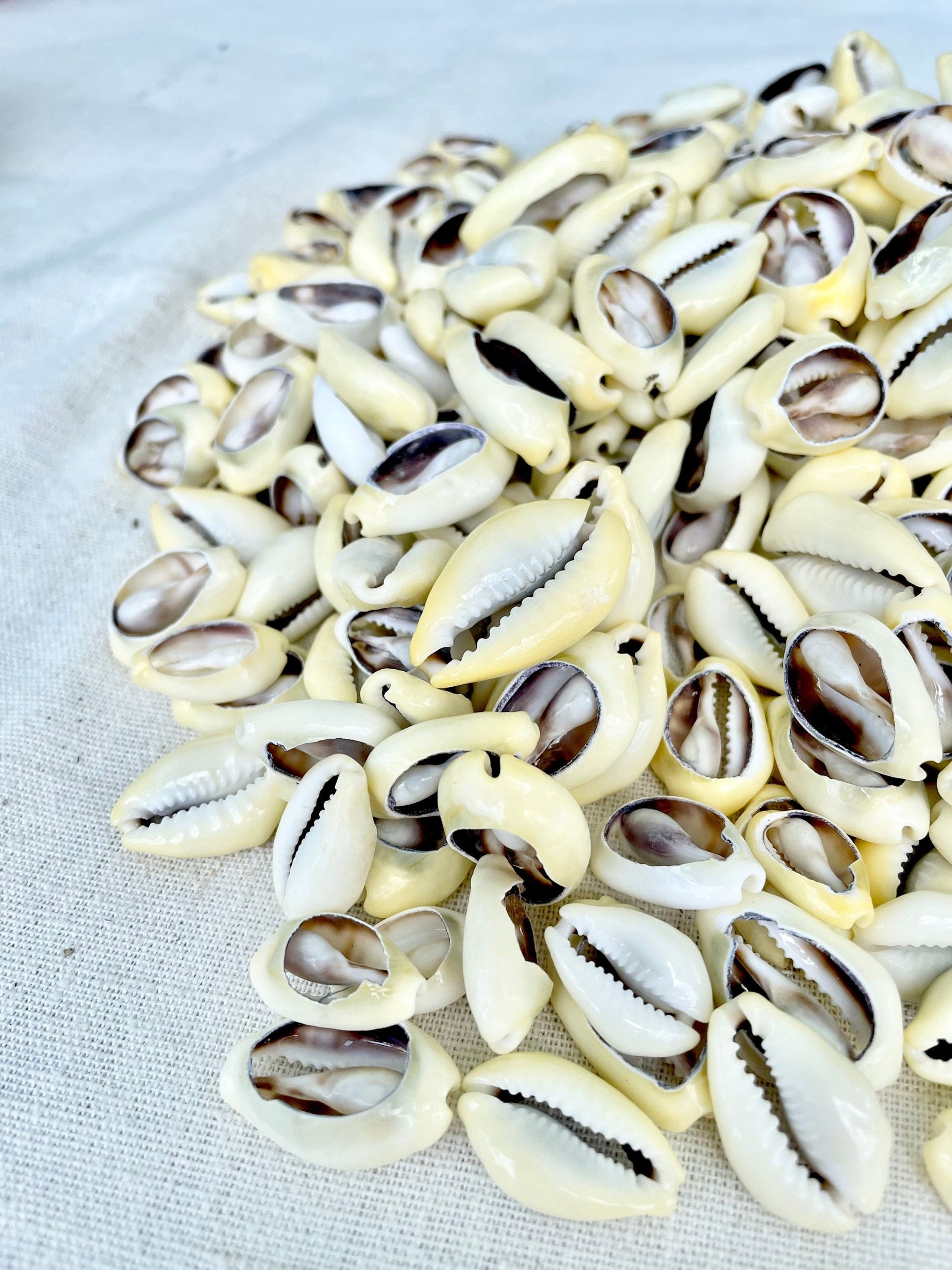 SLICED MONEY COWRY .5-1.25" *You Choose Quantity* Cowries Jewelry Craft Shells - Image 9