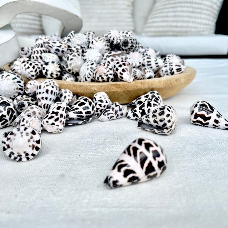 HEBREW CONE Shells *You Choose Quantity* .75-1.25" Natural Black White Spotted Small Craft