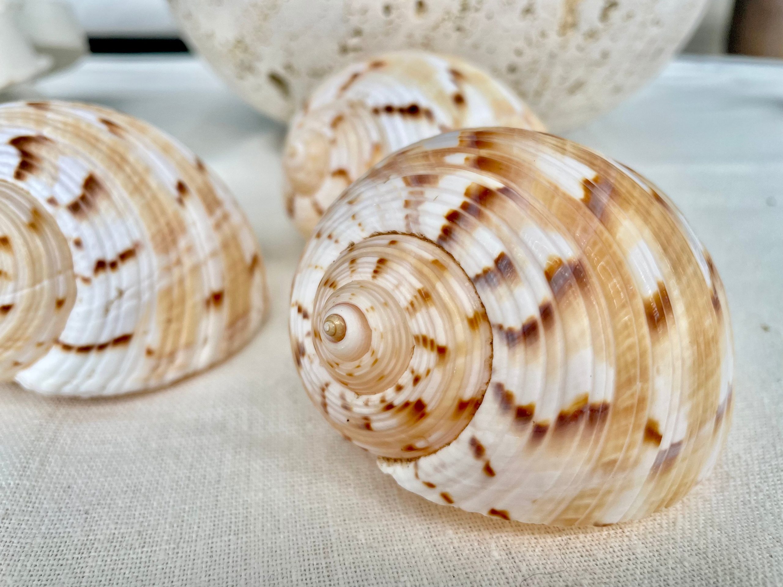 China Tun Shells, 3-3.5" White Golden Brown Display Seashell Tonna Chinensis - Image 5