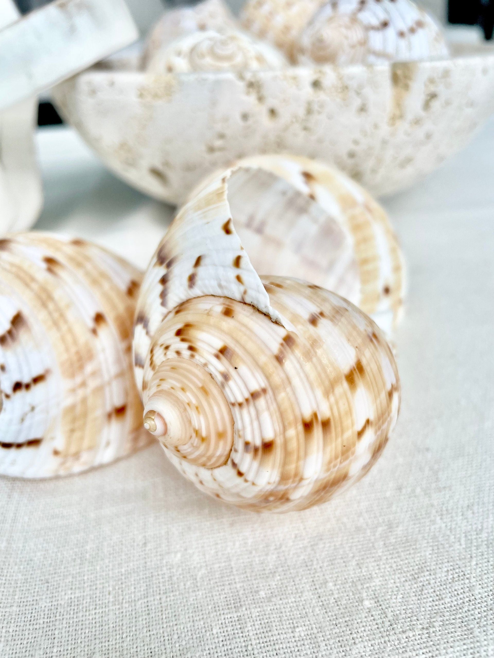 China Tun Shells, 3-3.5" White Golden Brown Display Seashell Tonna Chinensis - Image 7