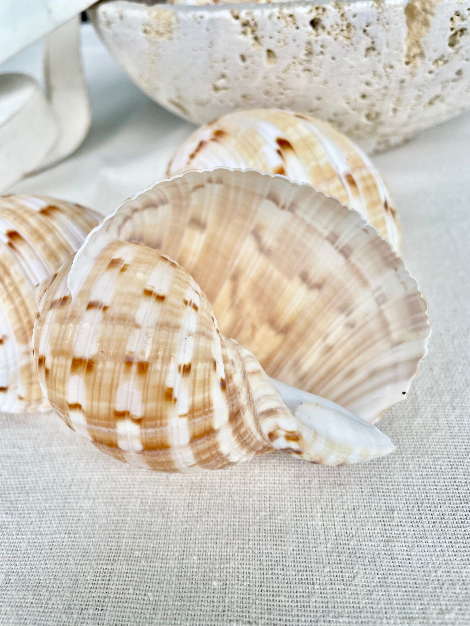 China Tun Shells, 3-3.5" White Golden Brown Display Seashell Tonna Chinensis - Image 8
