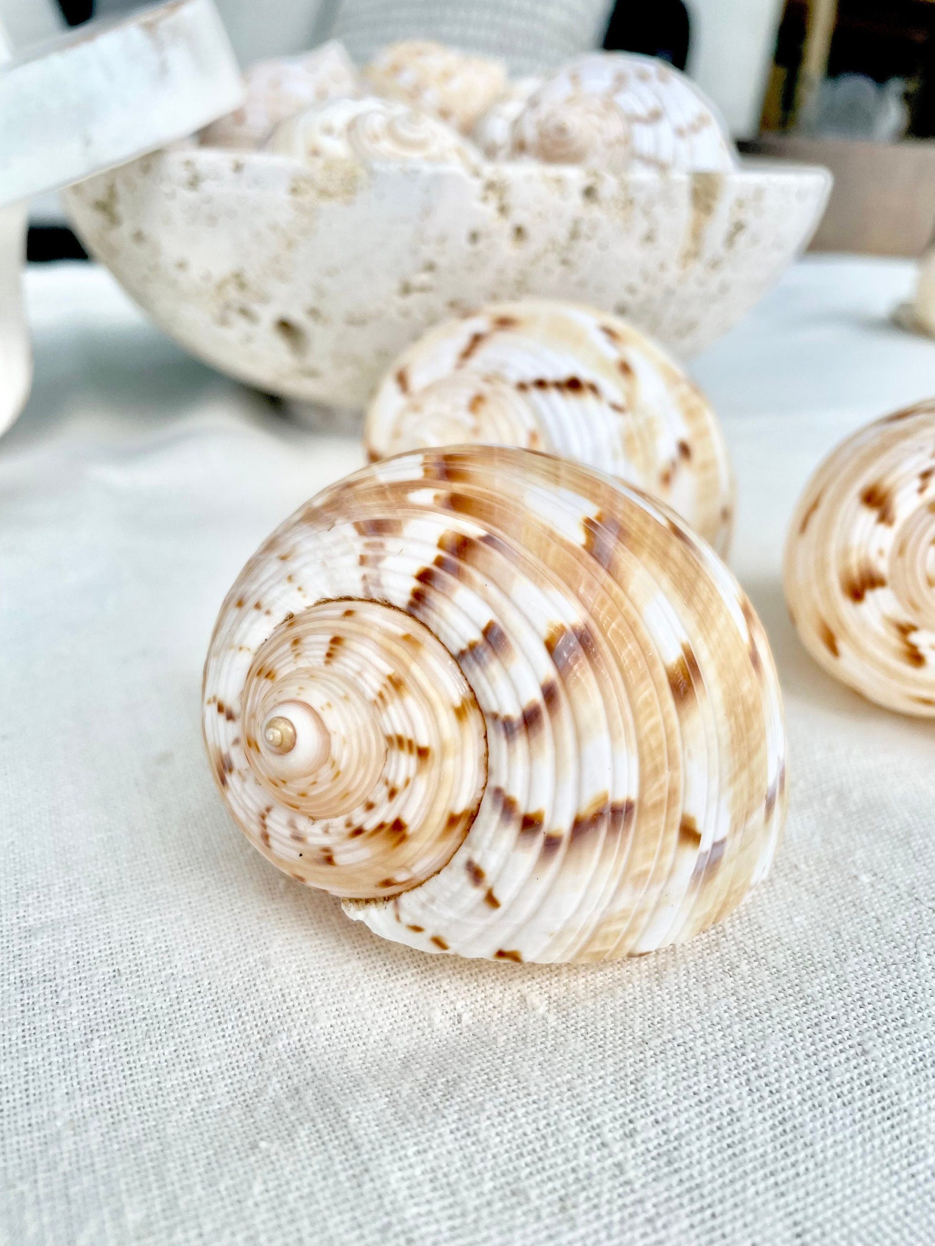 China Tun Shells, 3-3.5" White Golden Brown Display Seashell Tonna Chinensis - Image 10