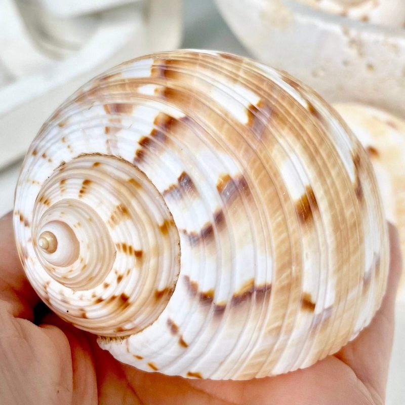 China Tun Shells, 3-3.5" White Golden Brown Display Seashell Tonna Chinensis