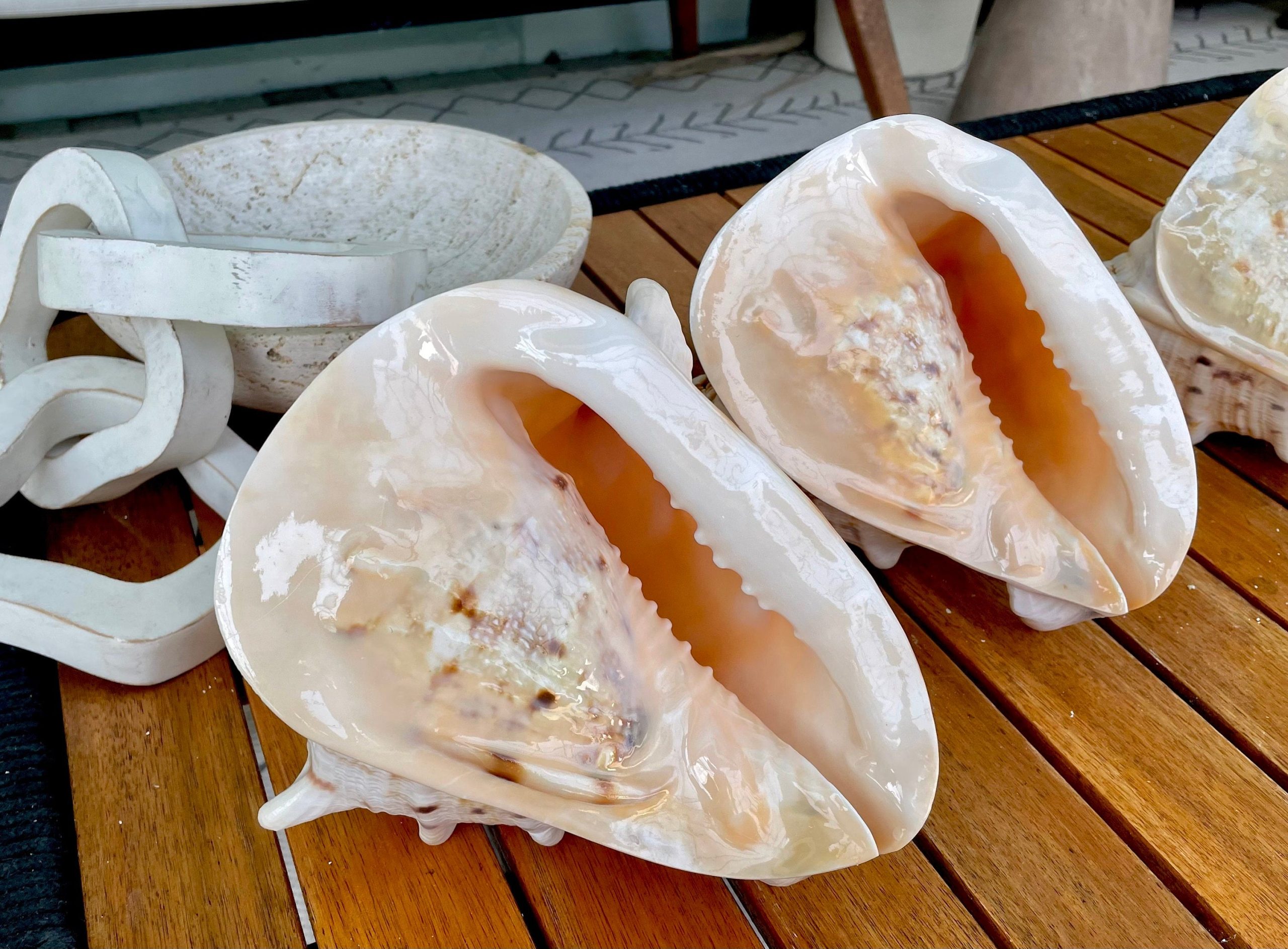YELLOW HORNED HELMET Shell *All Sizes* Orange Polished Glossy Interior Display Seashell - Image 11