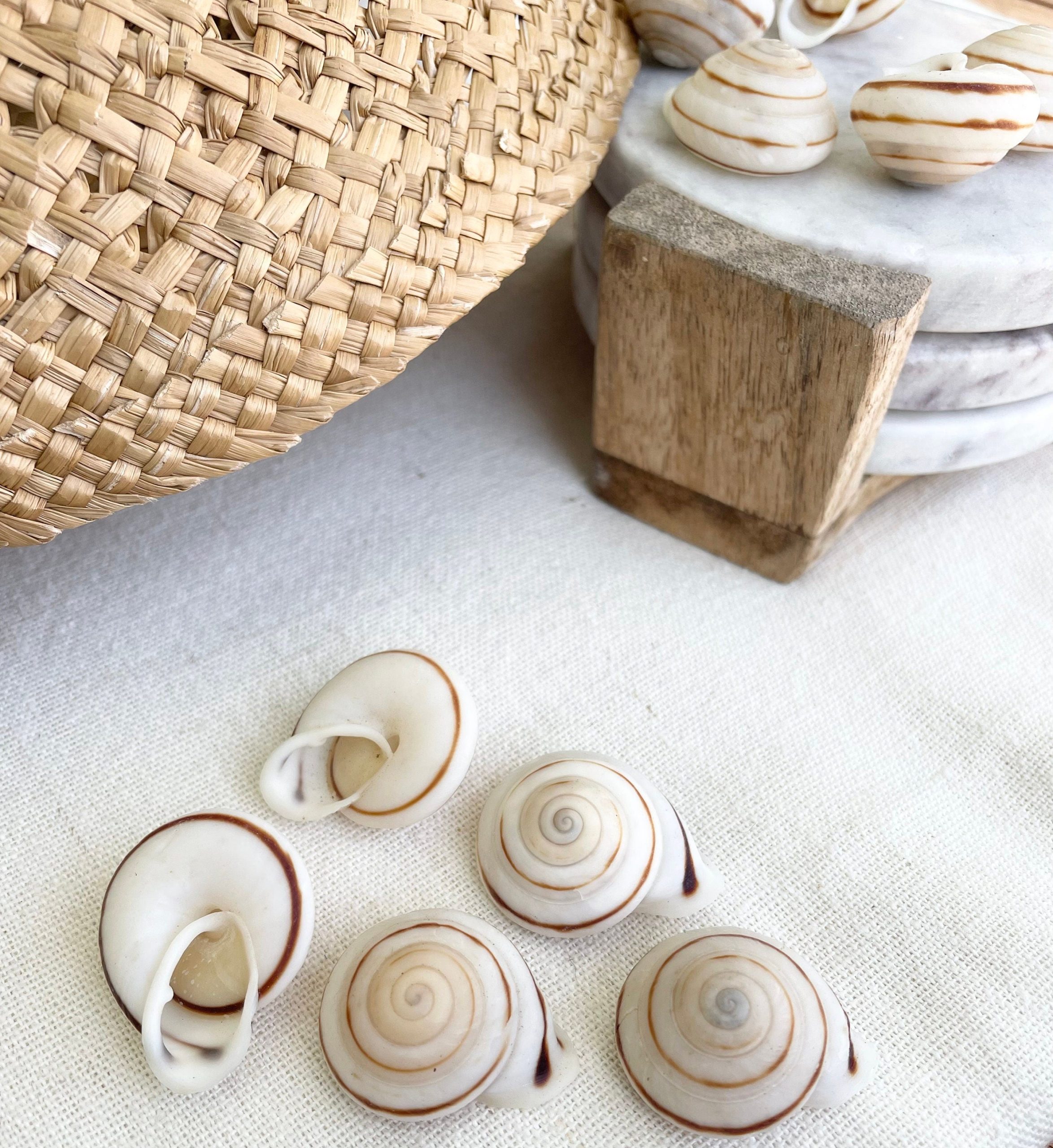 OBBA BIGONIA SHELLS * You Choose Quantity* 1.25" Striped Small Craft Seashell Land Snail - Image 2