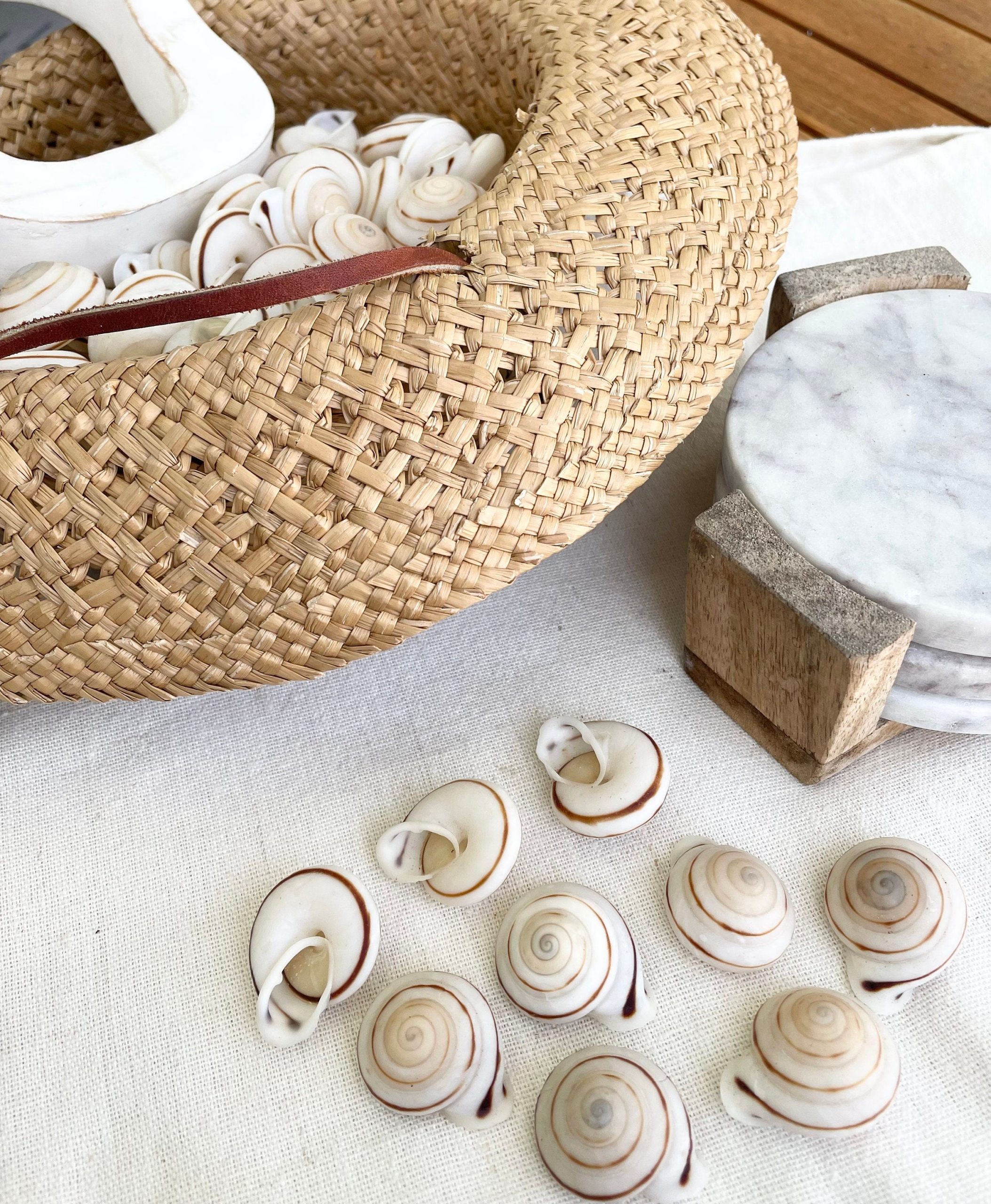 OBBA BIGONIA SHELLS * You Choose Quantity* 1.25" Striped Small Craft Seashell Land Snail - Image 7