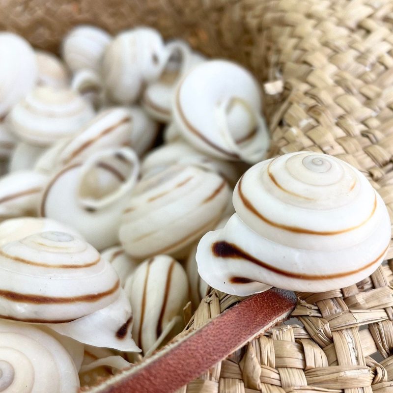 OBBA BIGONIA SHELLS * You Choose Quantity* 1.25" Striped Small Craft Seashell Land Snail