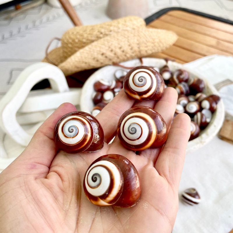 BROWN LAND SNAILS Shells  1.25" *You Choose Quantity*White Striped Small Craft Seashells