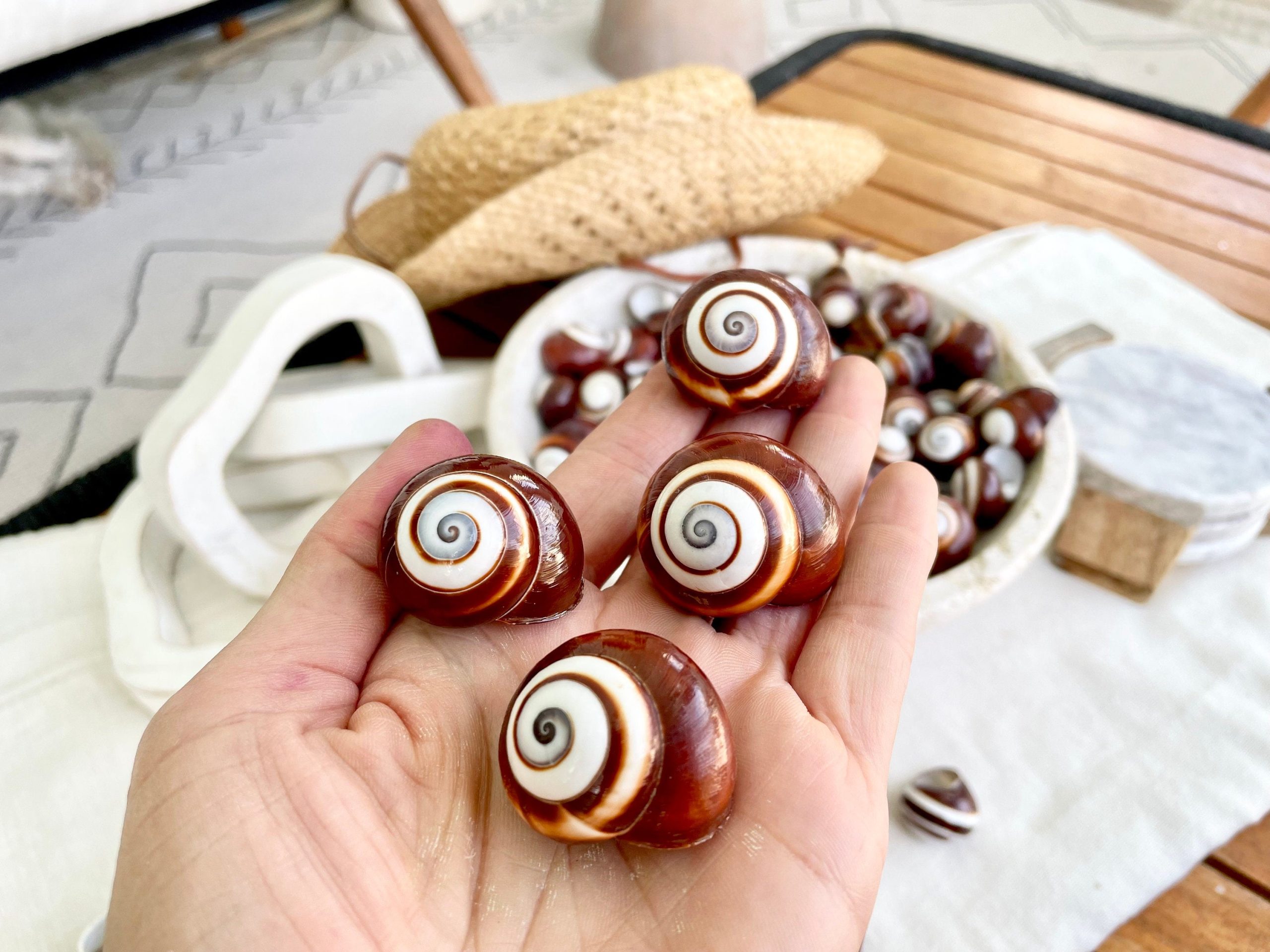 BROWN LAND SNAILS Shells 1.25" *You Choose Quantity*White Striped Small Craft Seashells