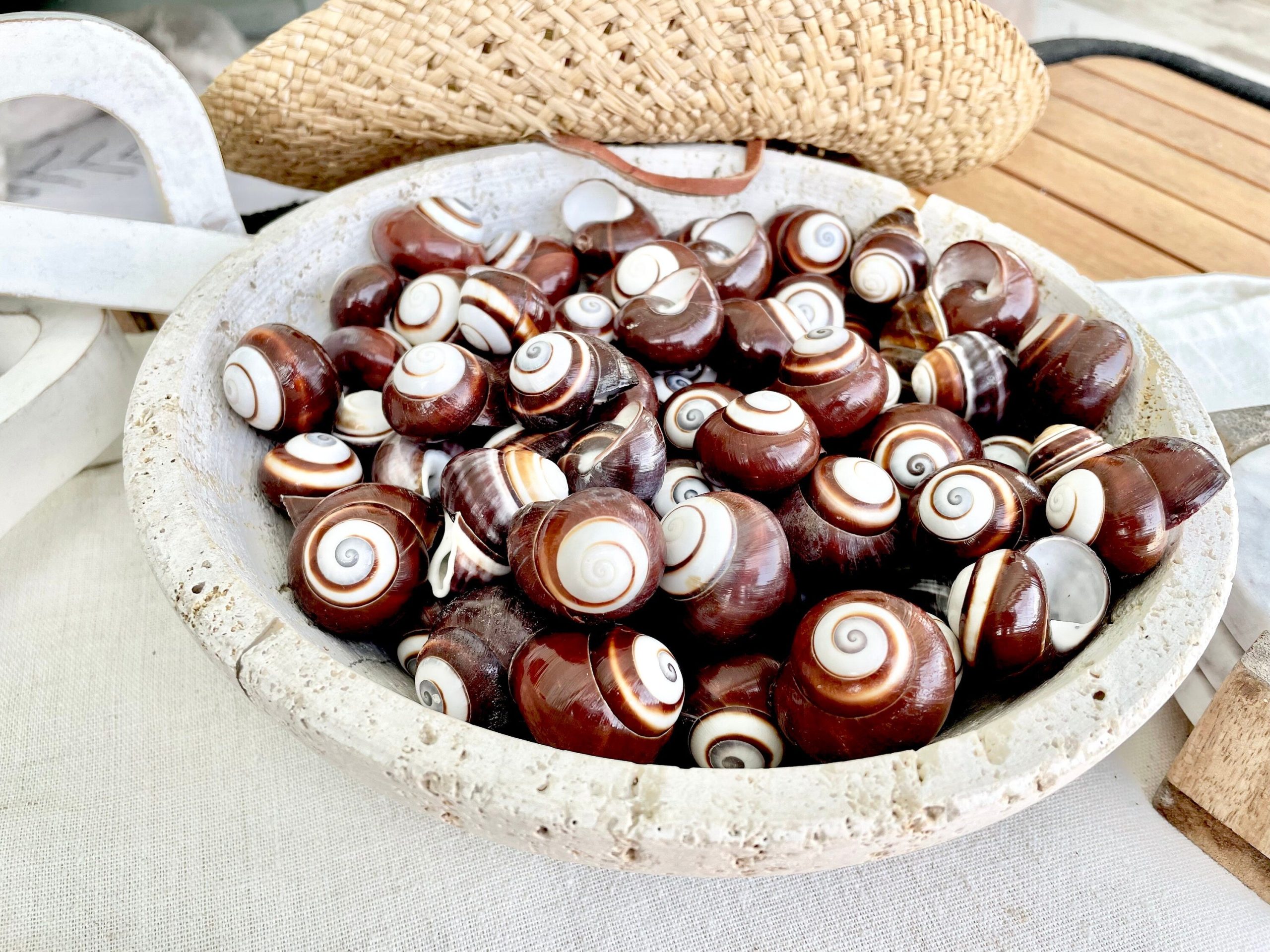 BROWN LAND SNAILS Shells 1.25" *You Choose Quantity*White Striped Small Craft Seashells - Image 5