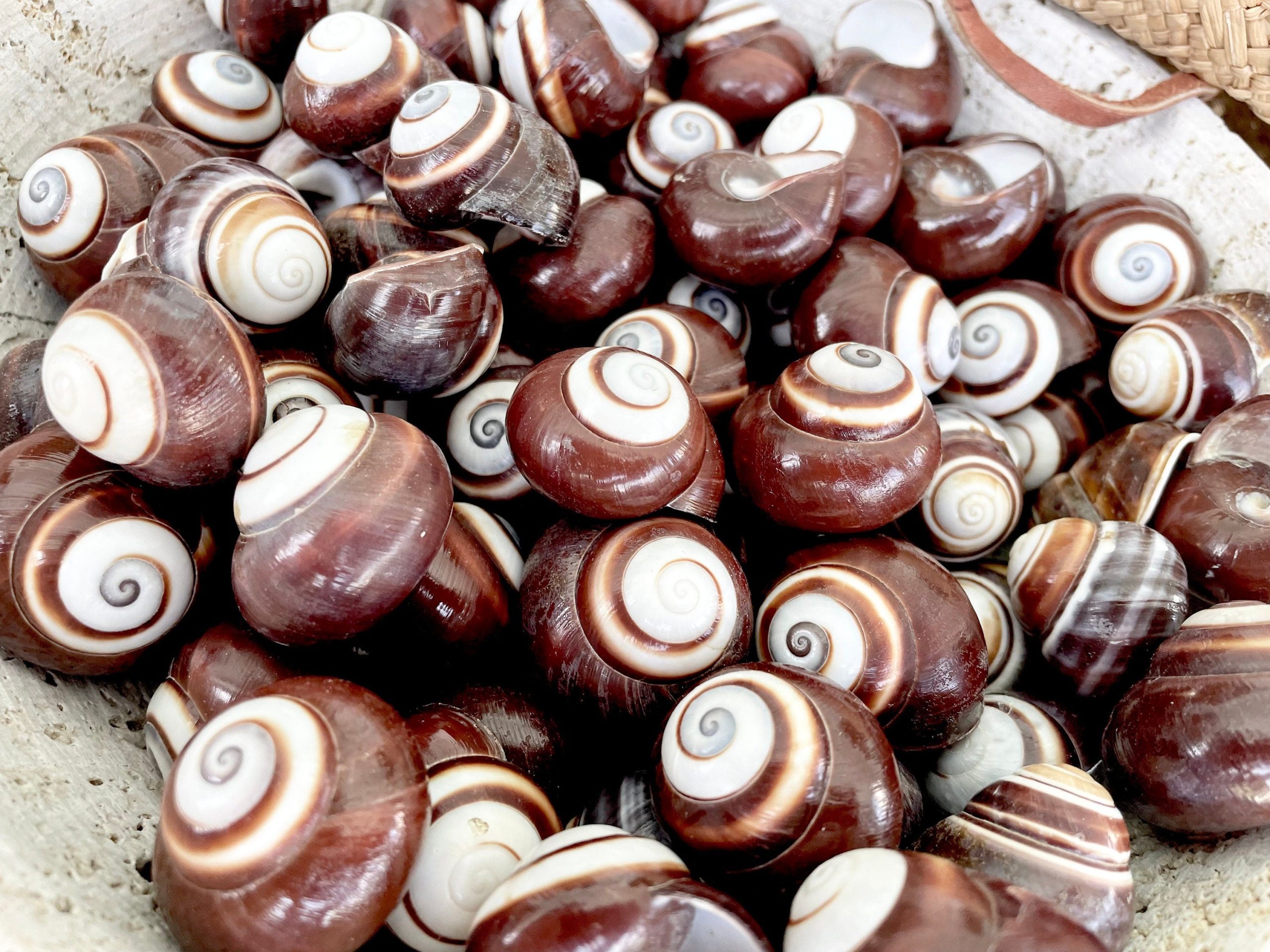 BROWN LAND SNAILS Shells 1.25" *You Choose Quantity*White Striped Small Craft Seashells - Image 4