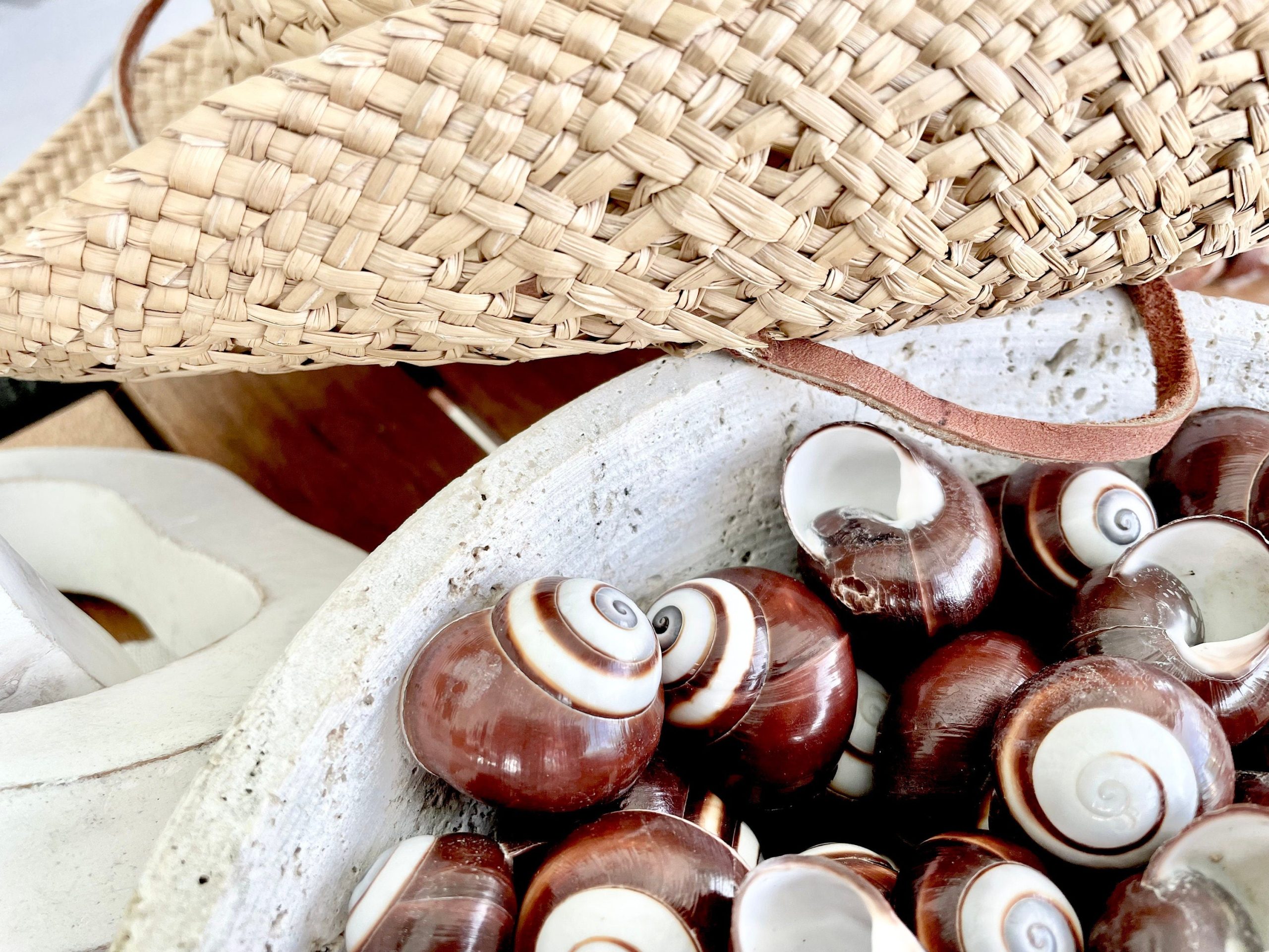 BROWN LAND SNAILS Shells 1.25" *You Choose Quantity*White Striped Small Craft Seashells - Image 3